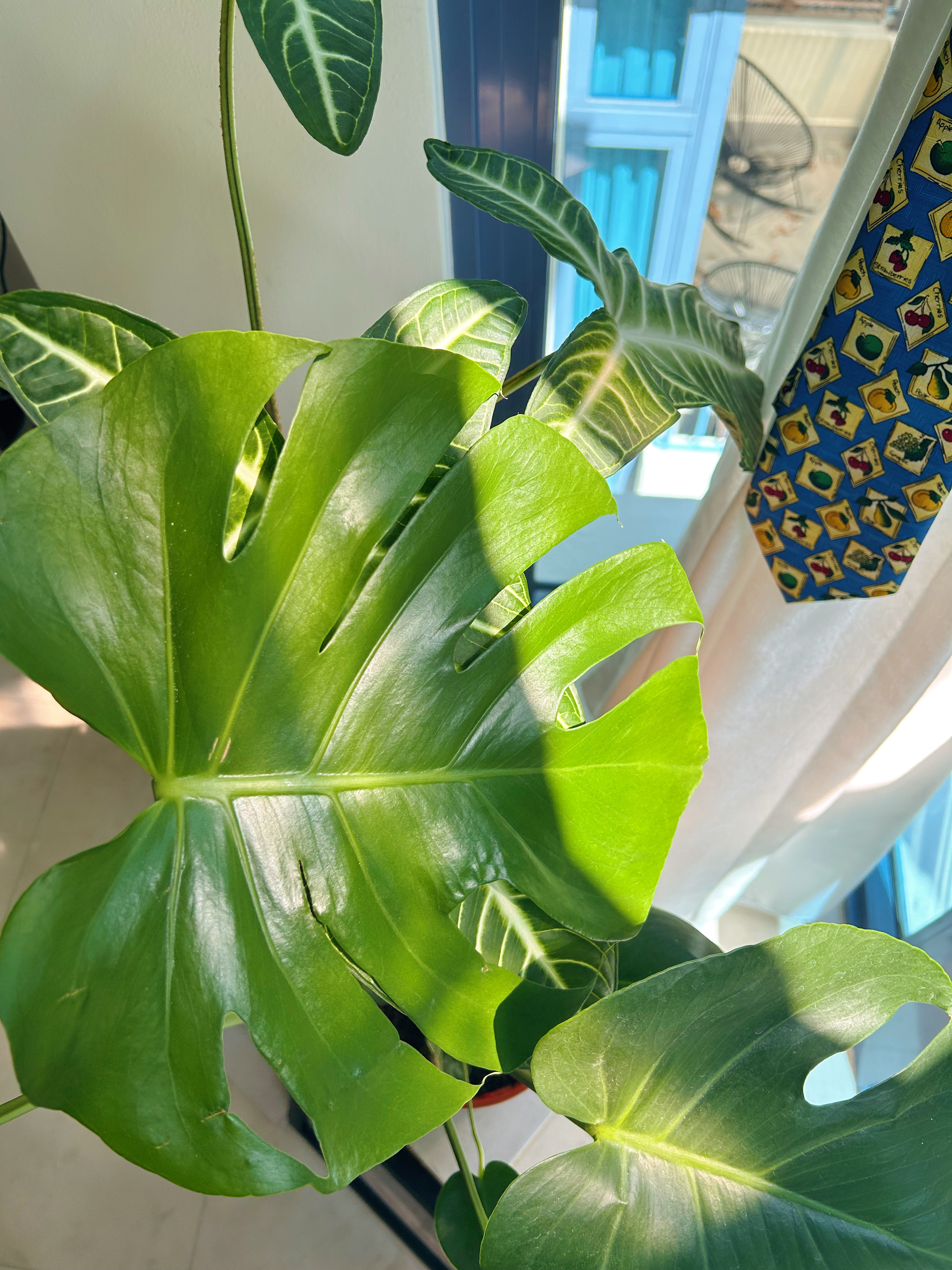 A day with my plants - Sunlit Moments!