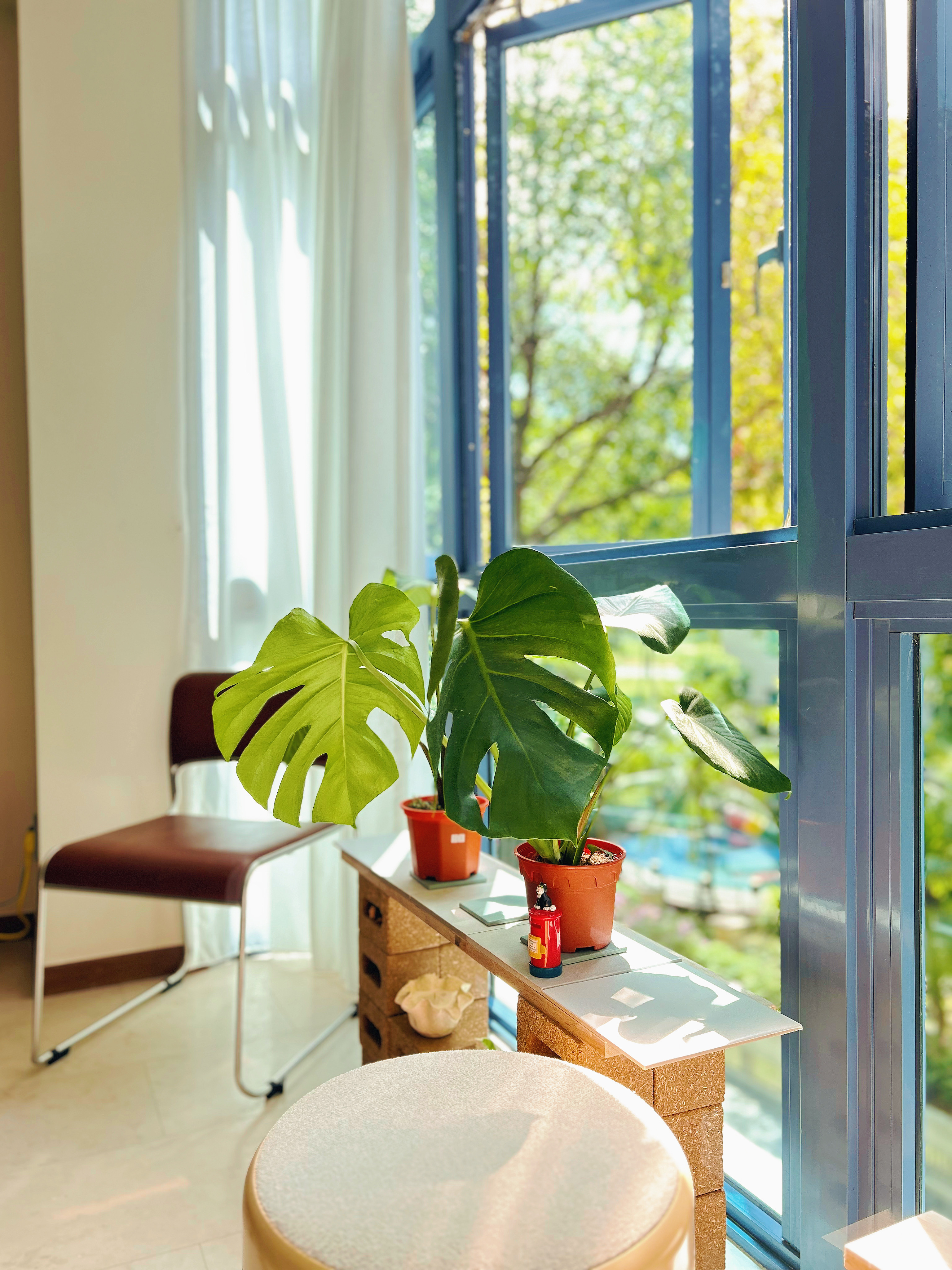 A day with my plants - Sunlit Moments!