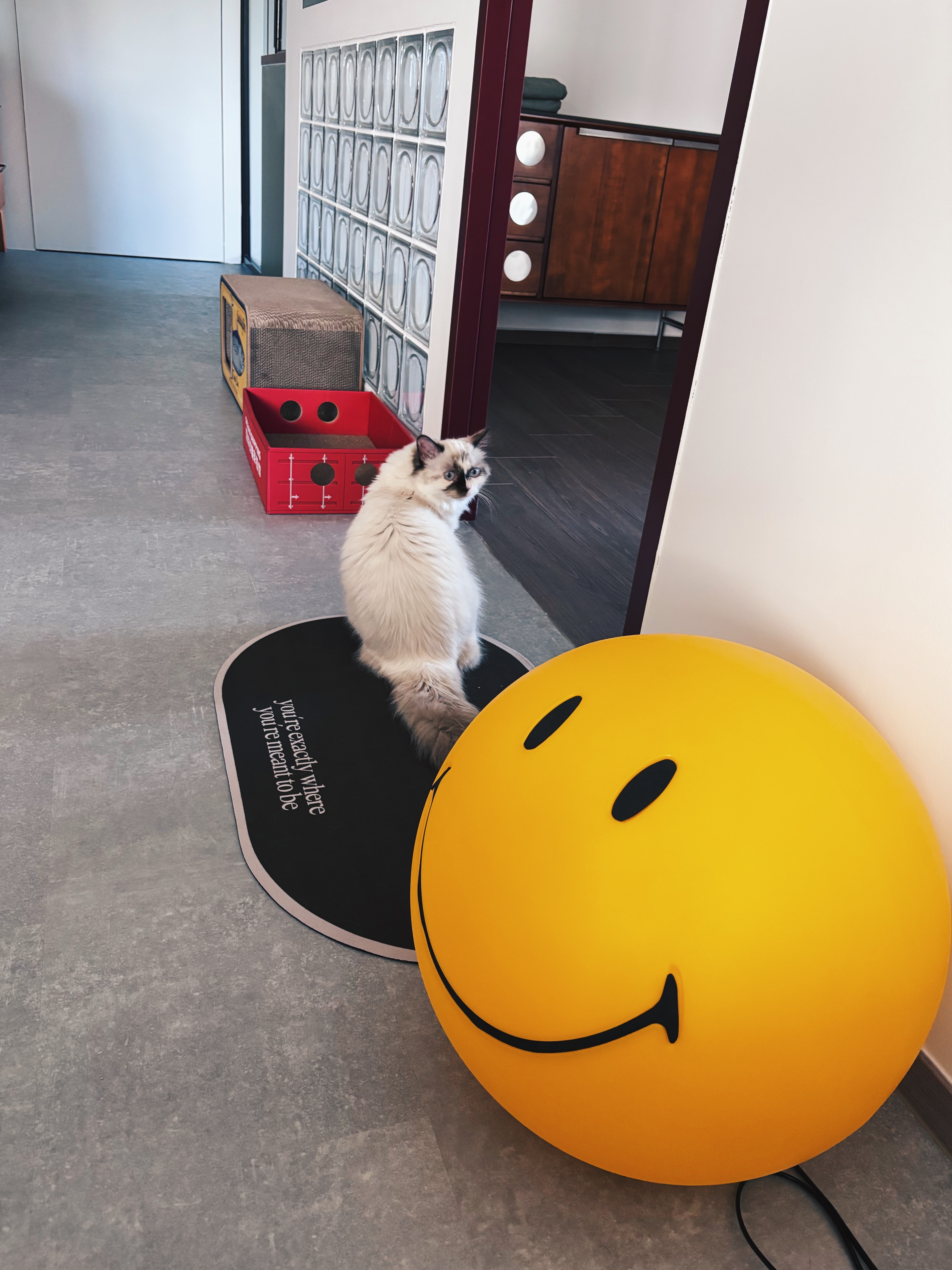 Dopamine Decor for the Home (and Cats! 🐈)