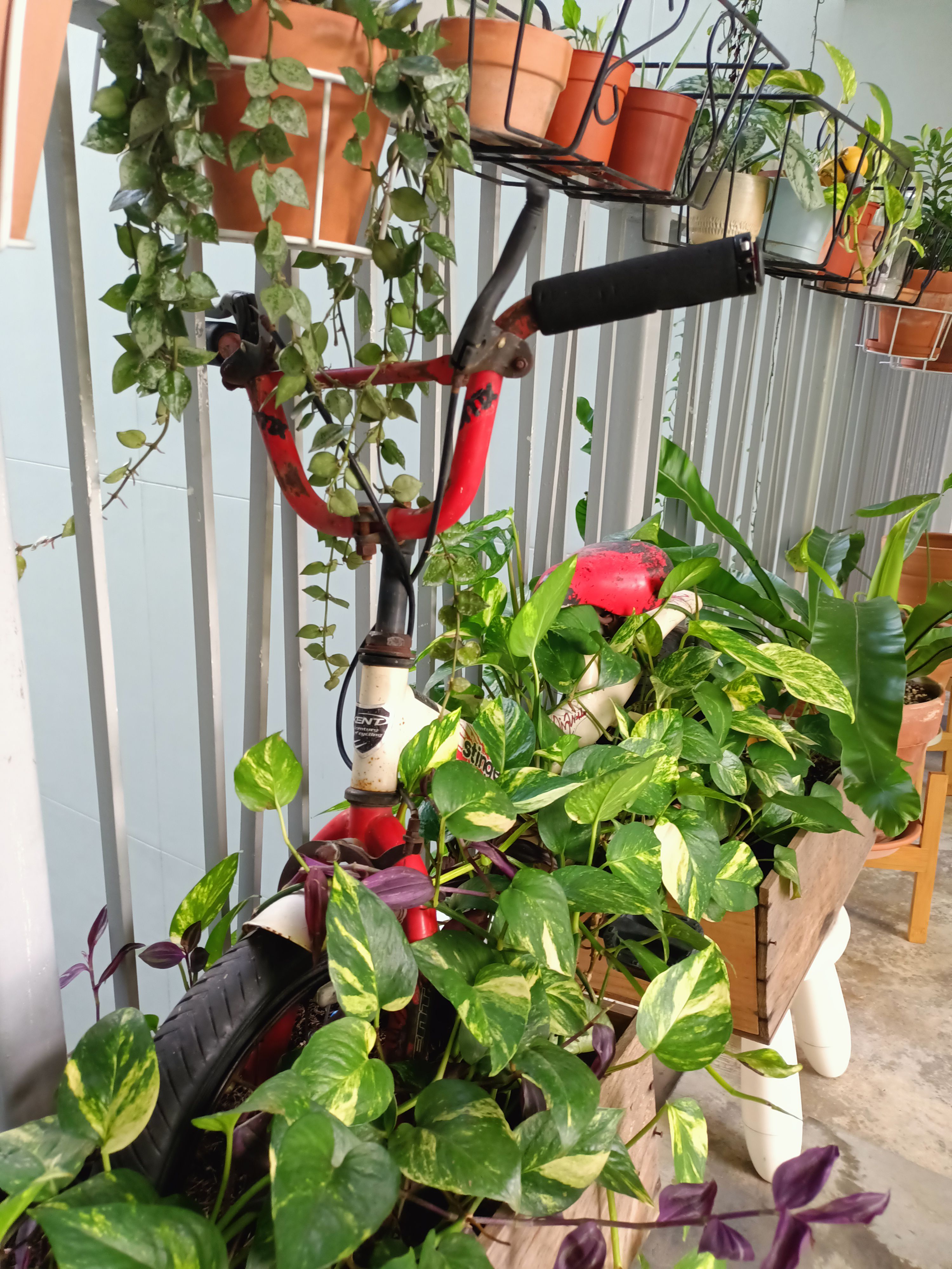 Child-Memento:-Bicycle-Trellis