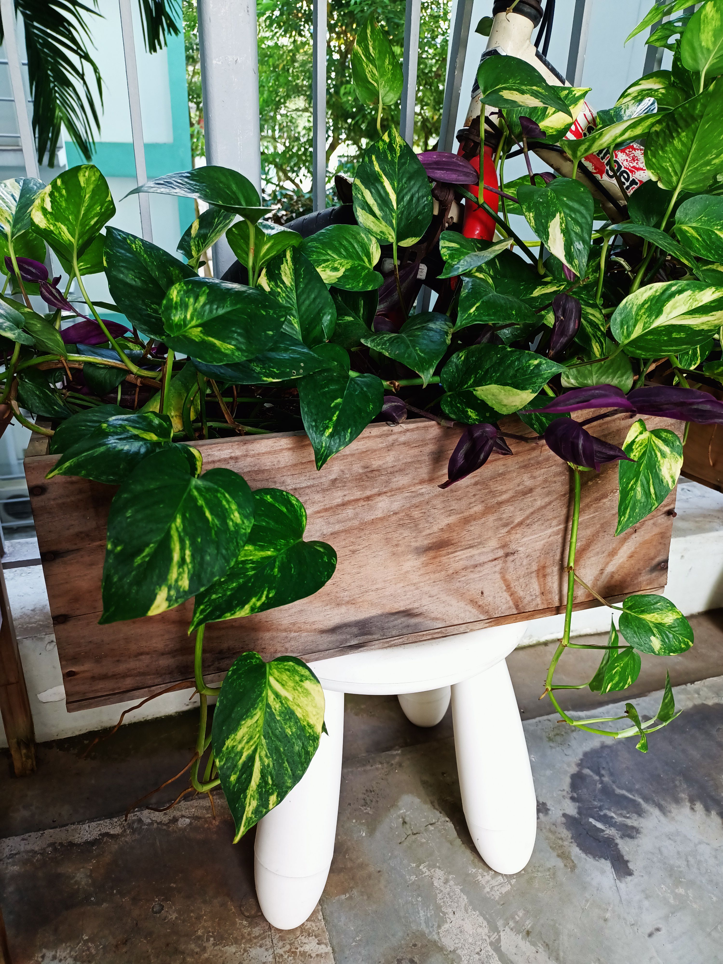 Child Memento: Bicycle Trellis