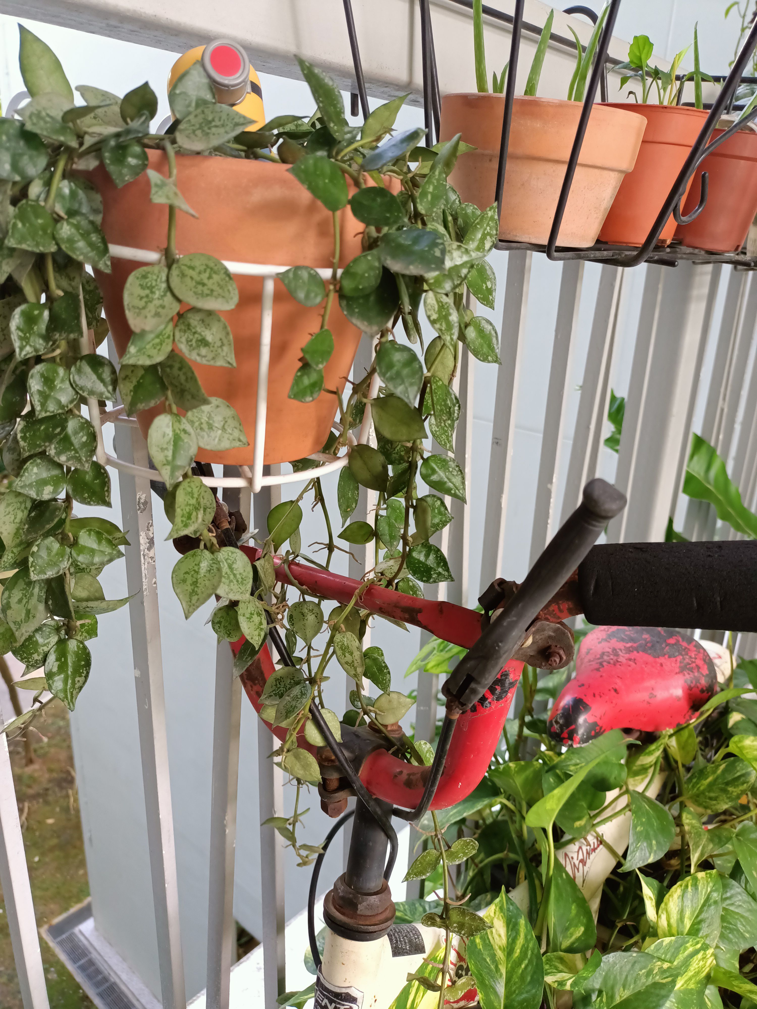 Child Memento: Bicycle Trellis
