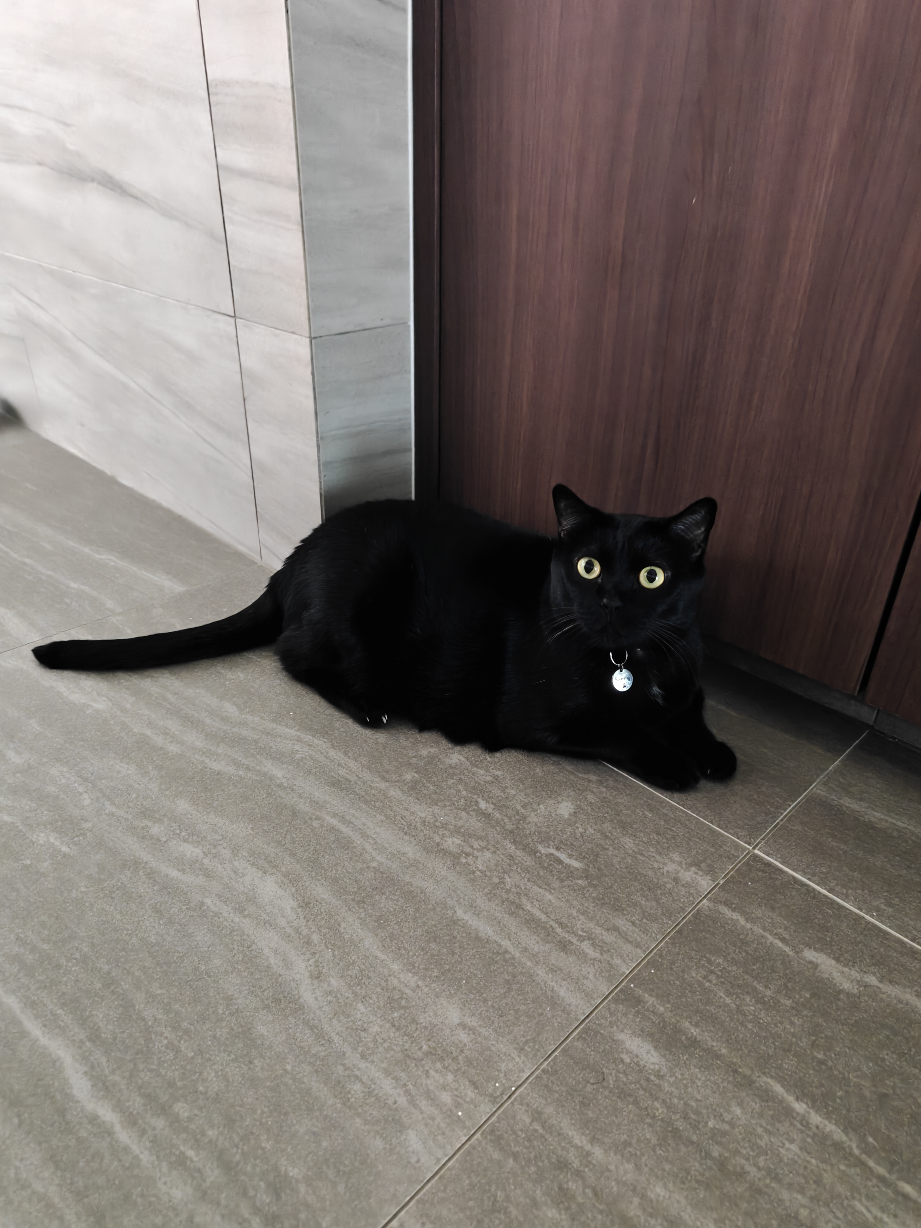 The Cat Reviews: What She Likes About Her Home