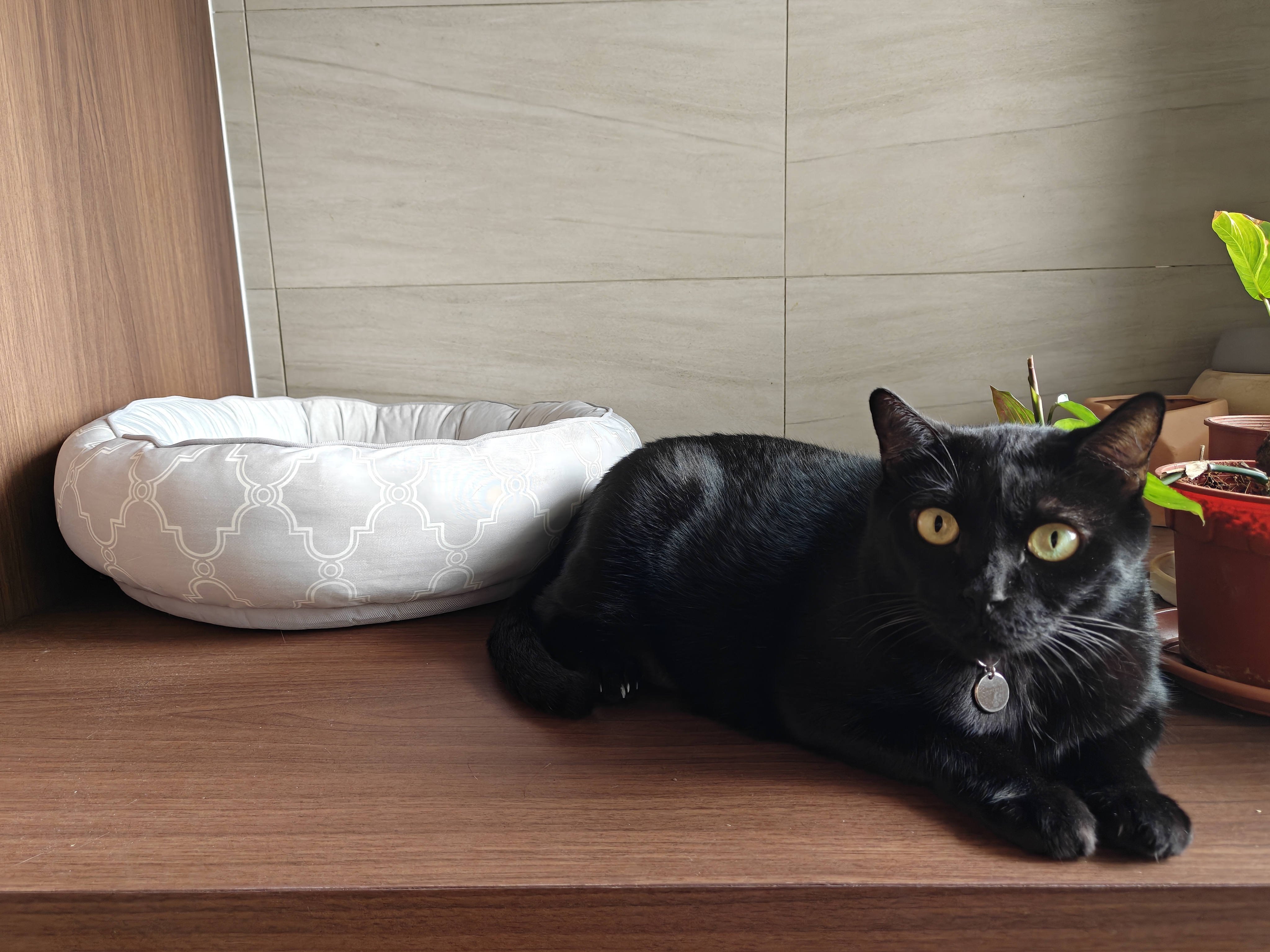 The Cat Reviews: What She Likes About Her Home