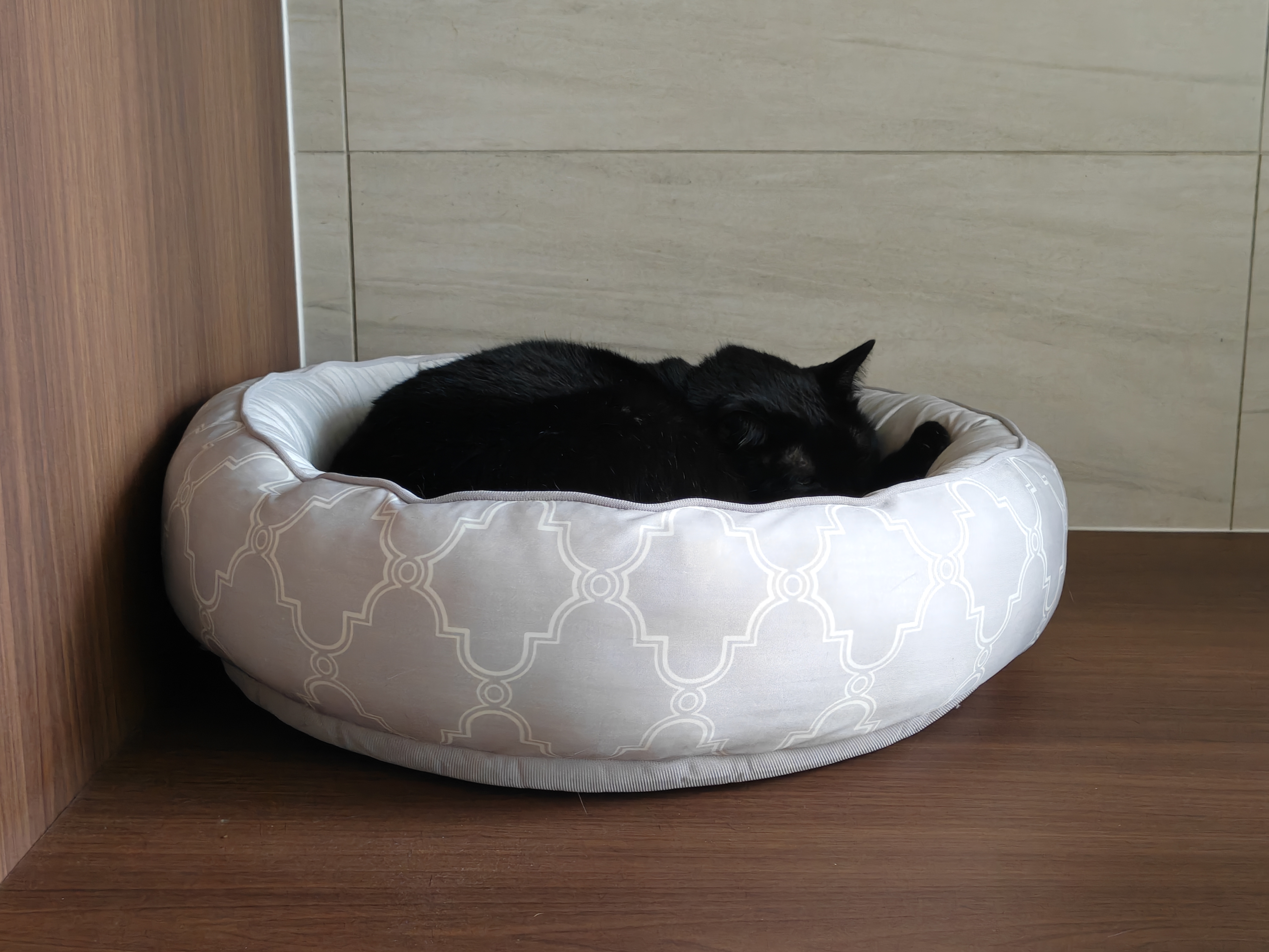 The Cat Reviews: What She Likes About Her Home