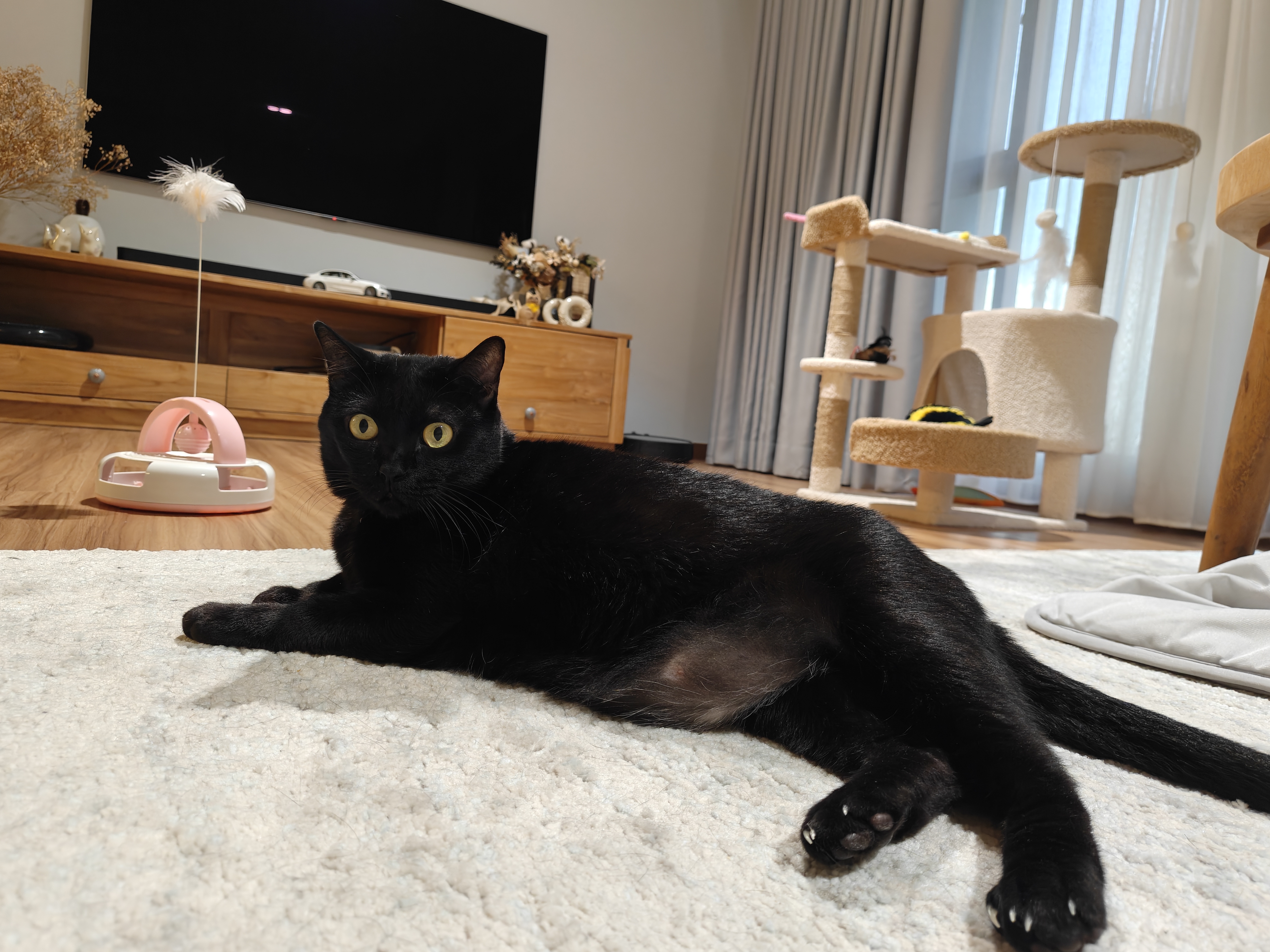 The-Cat-Reviews:-What-She-Likes-About-Her-Home