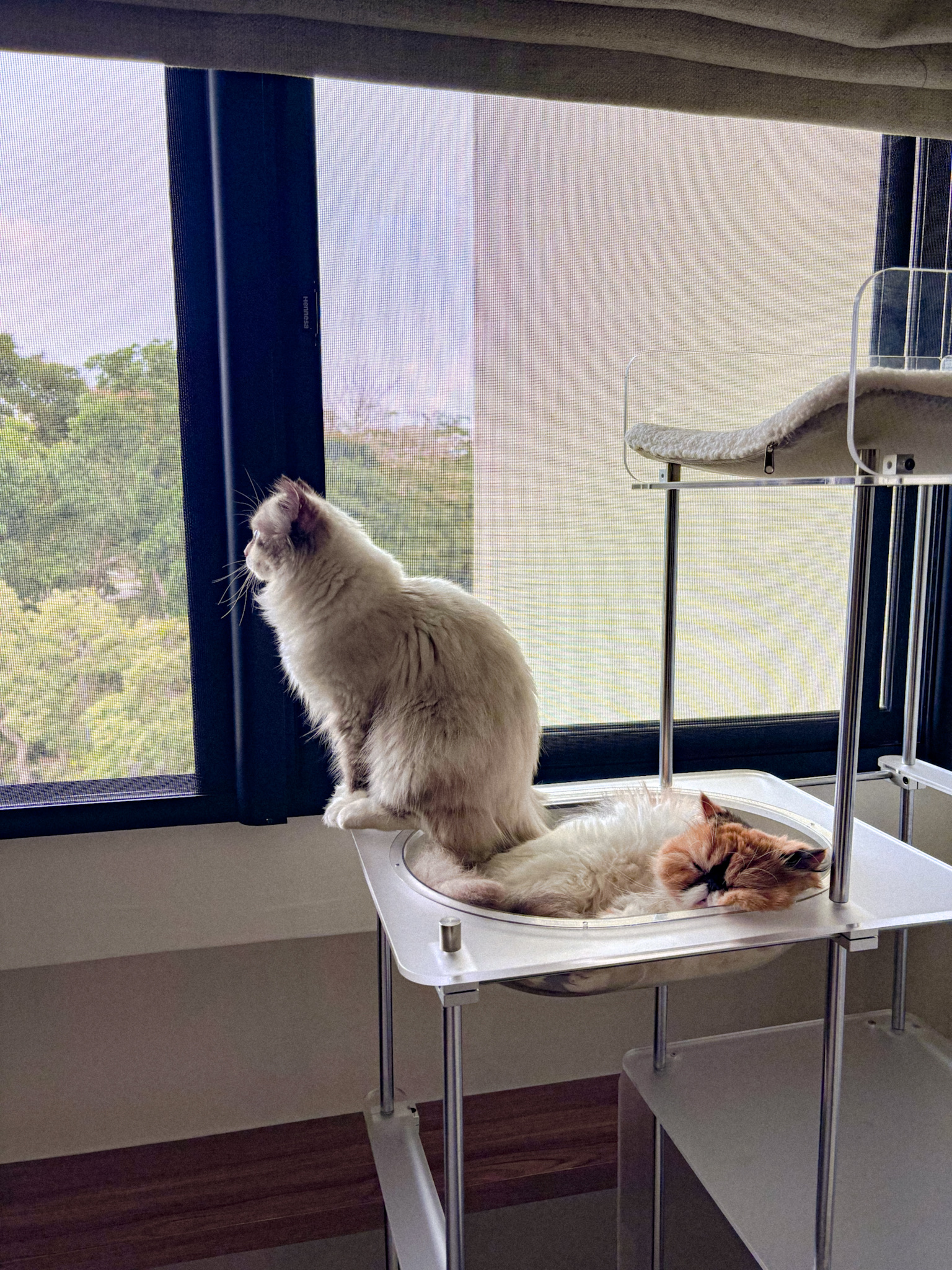 IRUSU CAT MESH ✨ Yay or Nay?