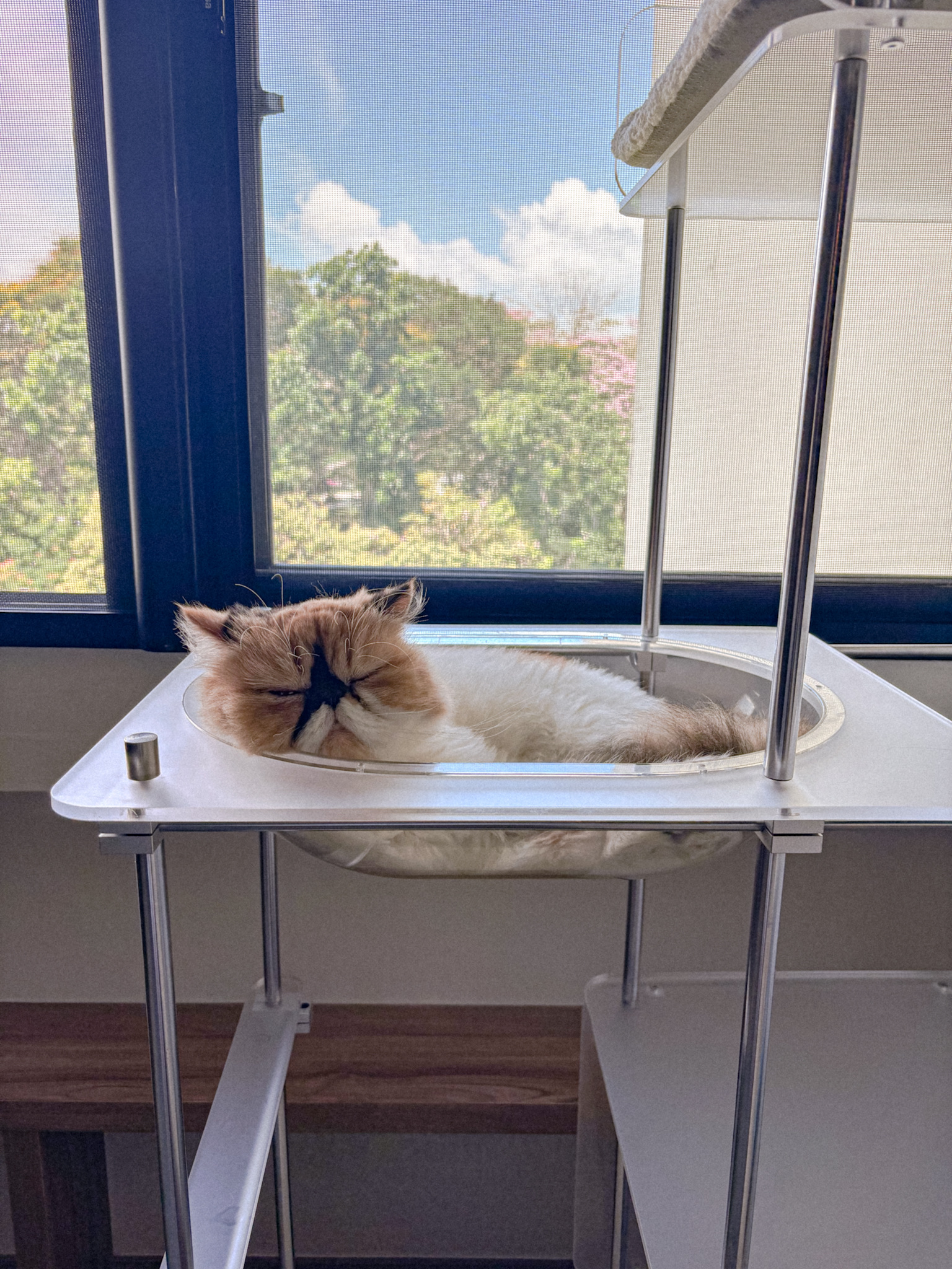 IRUSU-CAT-MESH-✨-Yay-or-Nay?