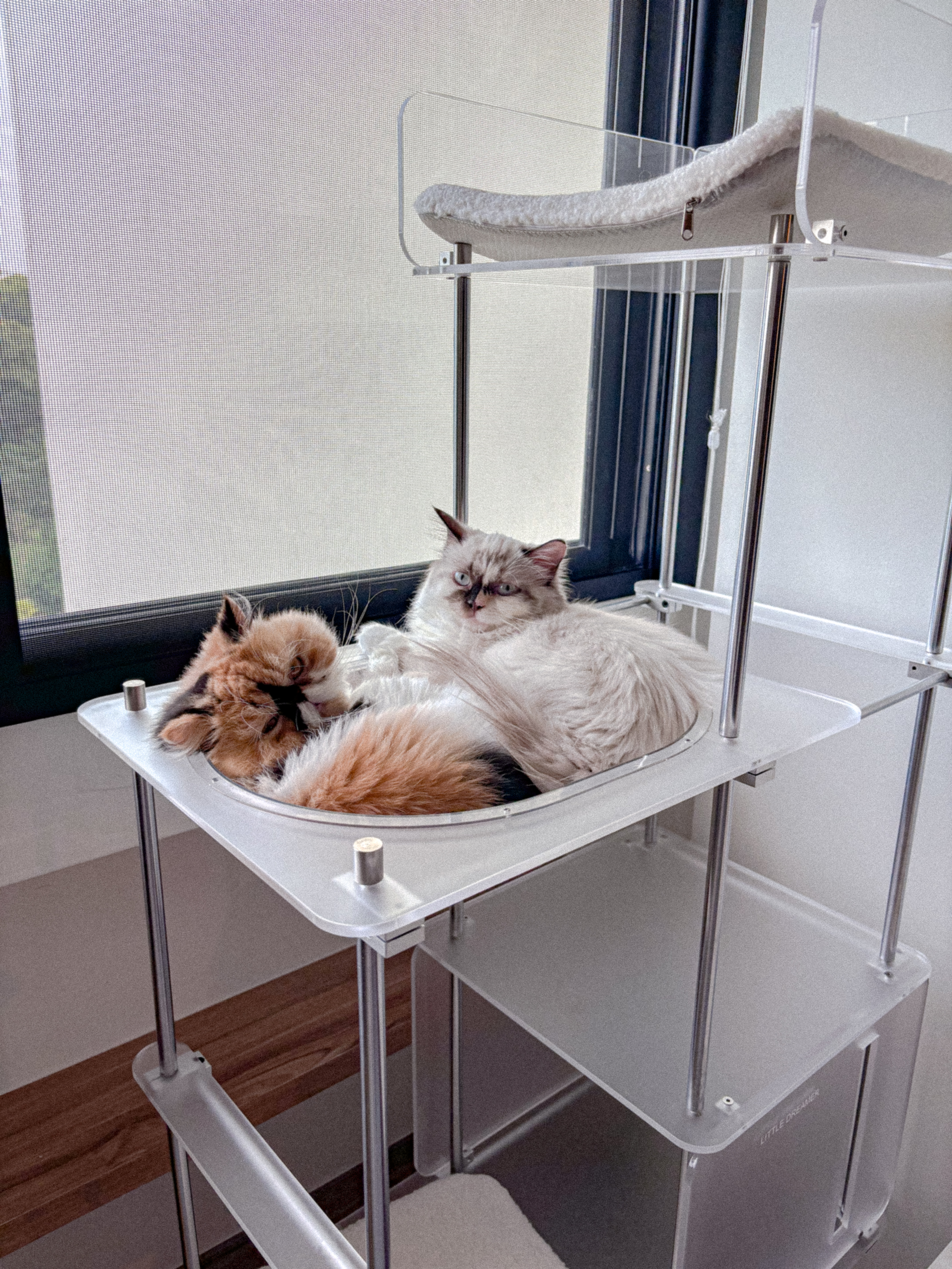 The Cat Tree of Our Dreams 🐈💭