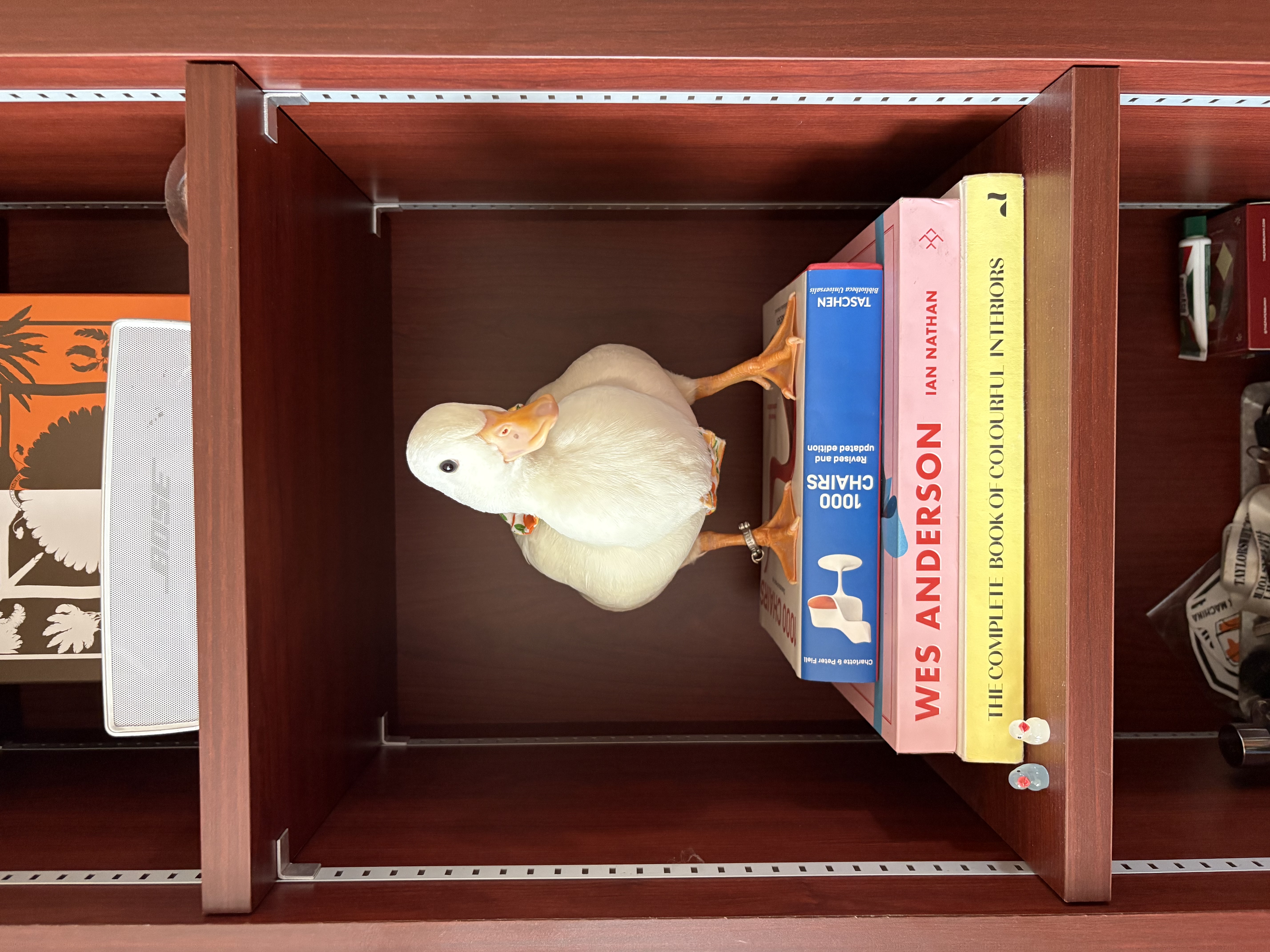Dopey-the-duck’s-favorite-home-decor-pieces!-