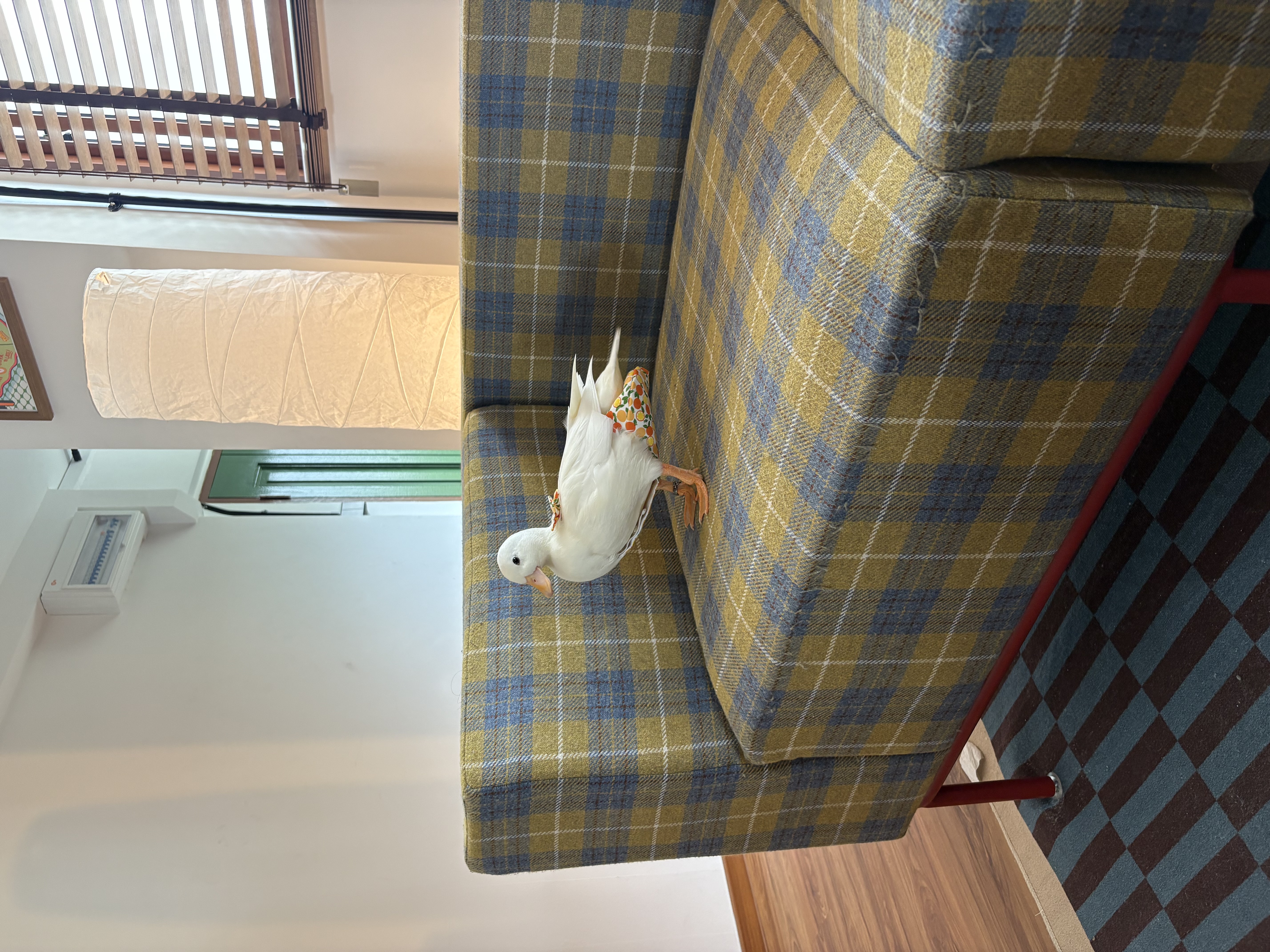 Dopey the duck’s favorite home decor pieces!