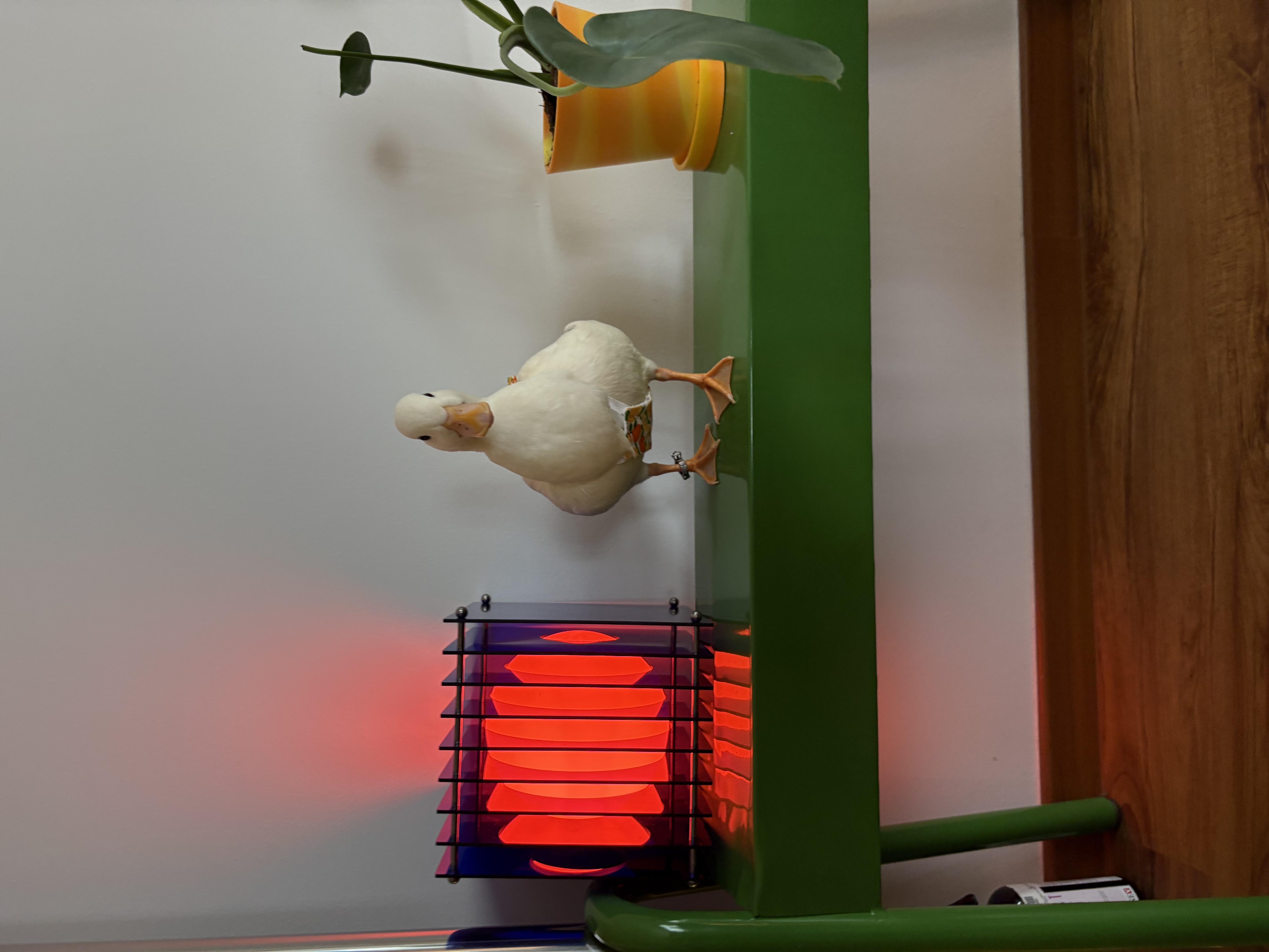 Dopey the duck’s favorite home decor pieces!