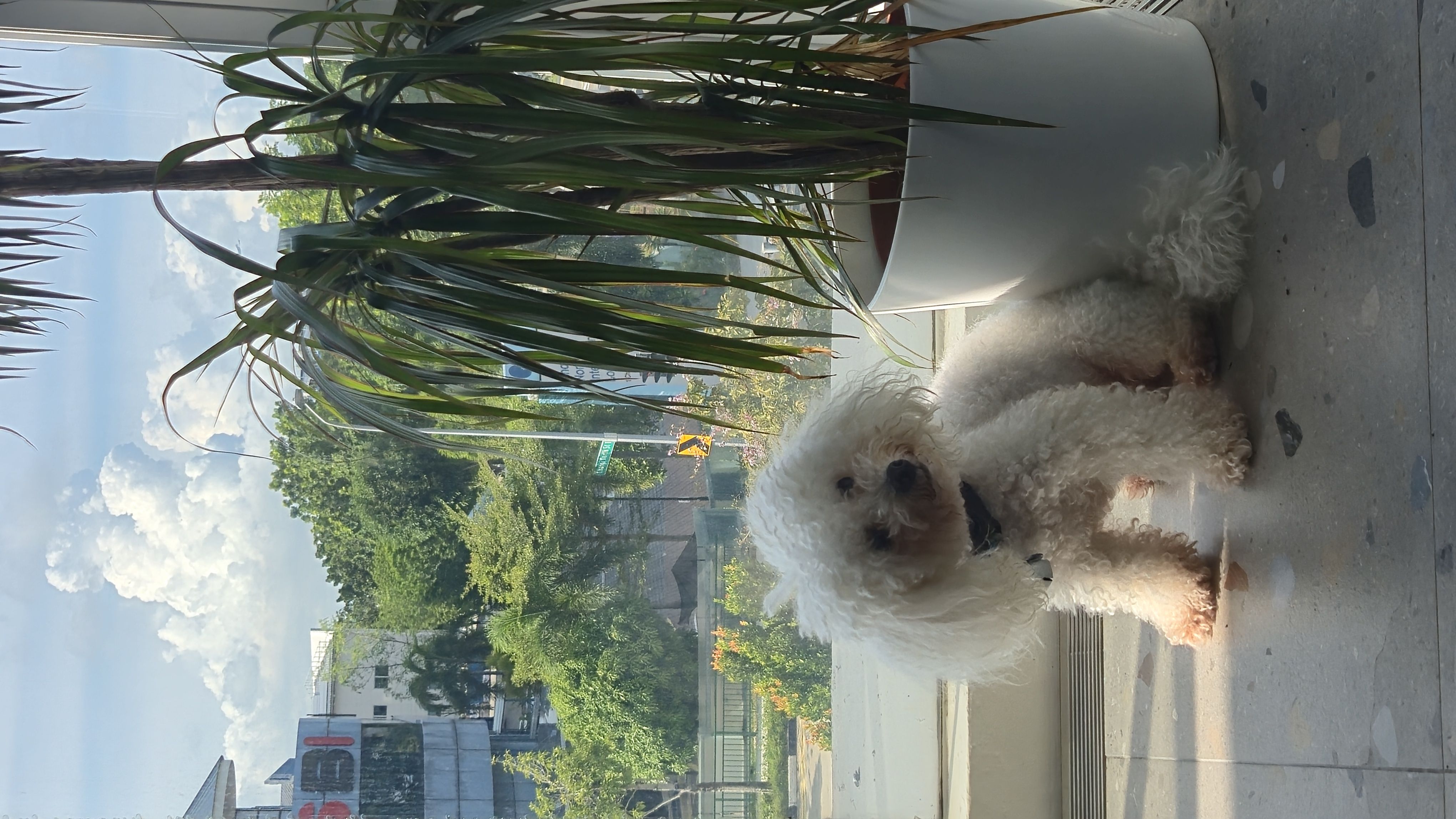 starting to fill our home with green friends 🌱🌿🪴