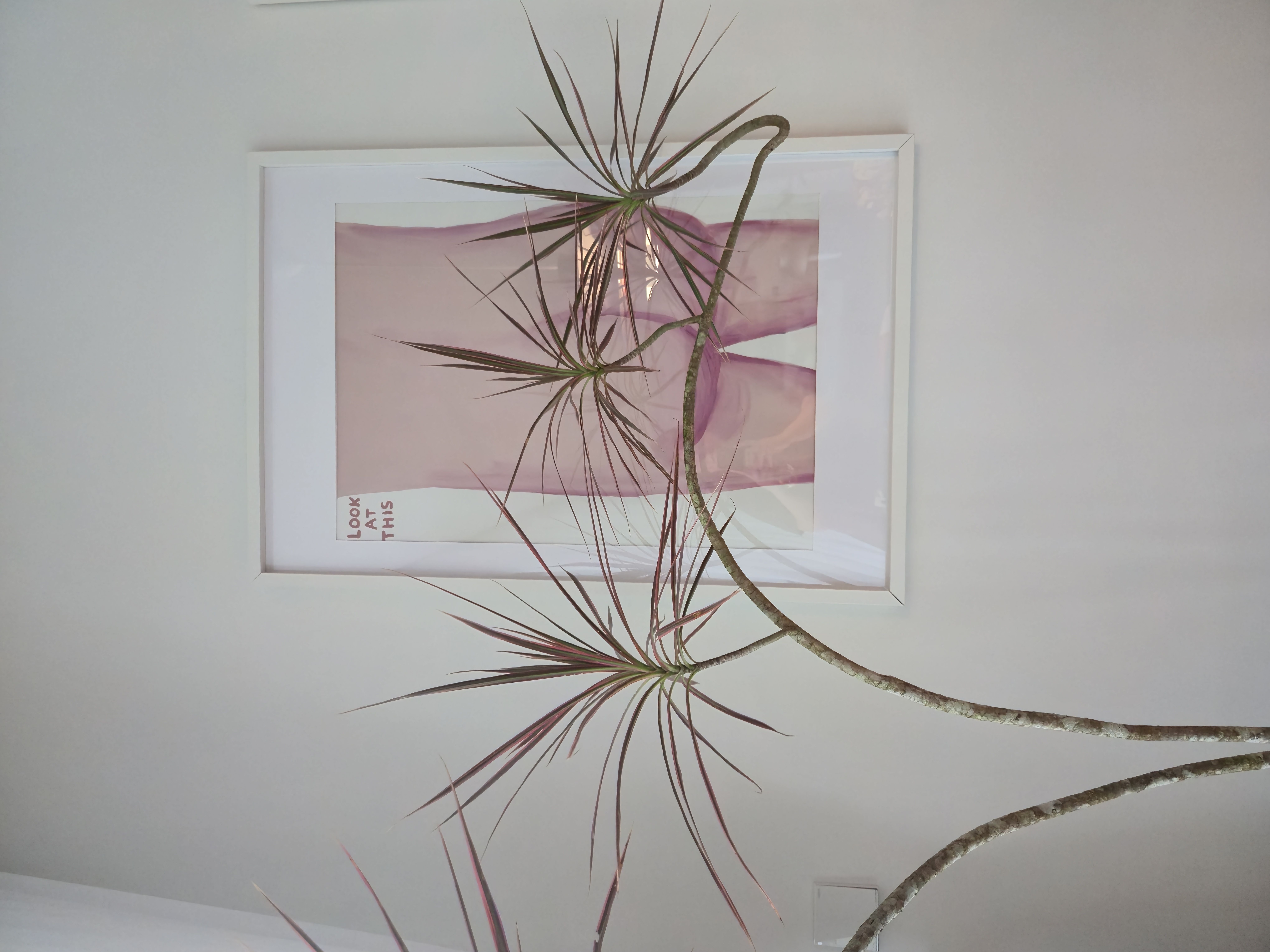 starting to fill our home with green friends 🌱🌿🪴