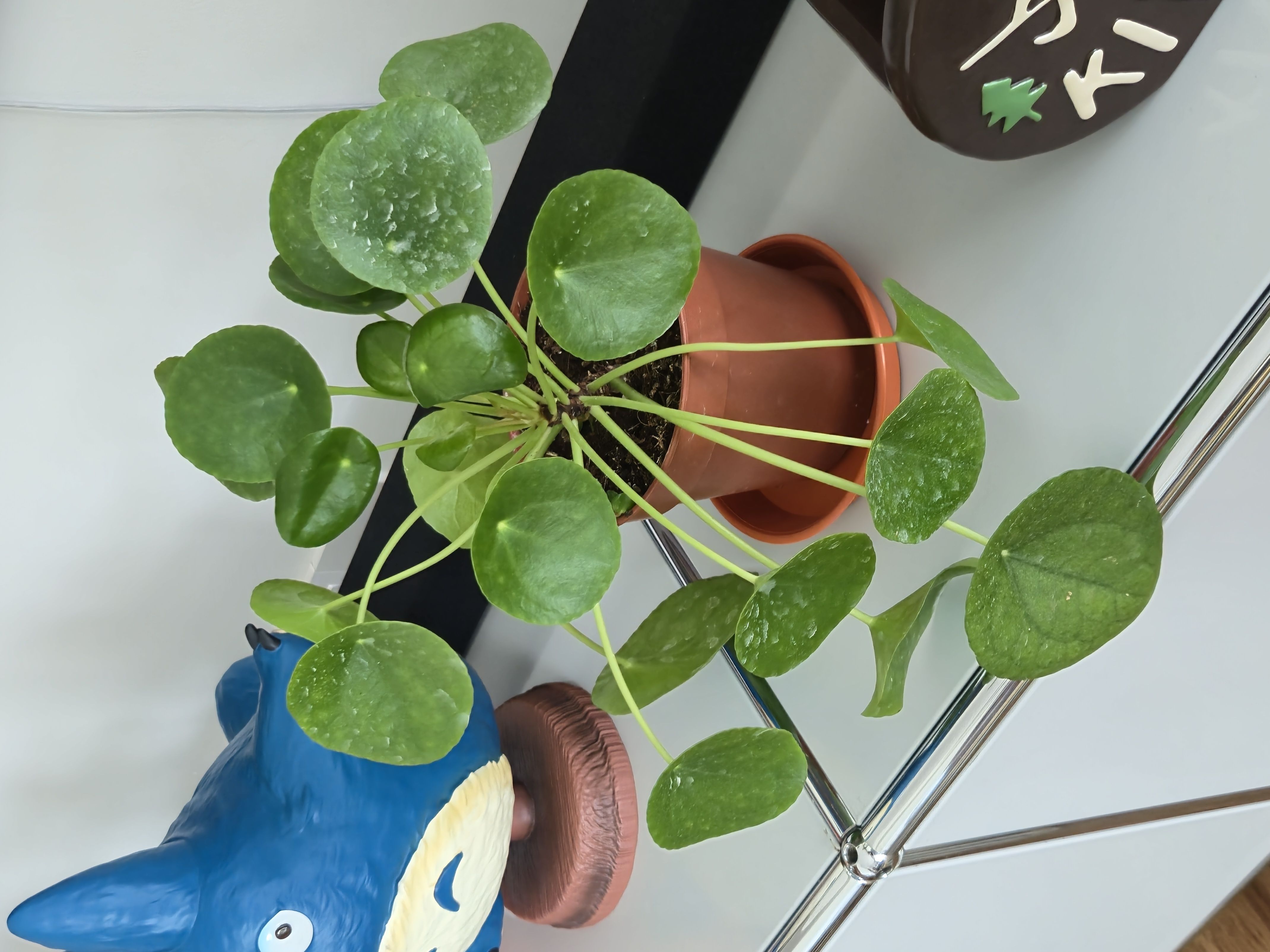 starting to fill our home with green friends 🌱🌿🪴