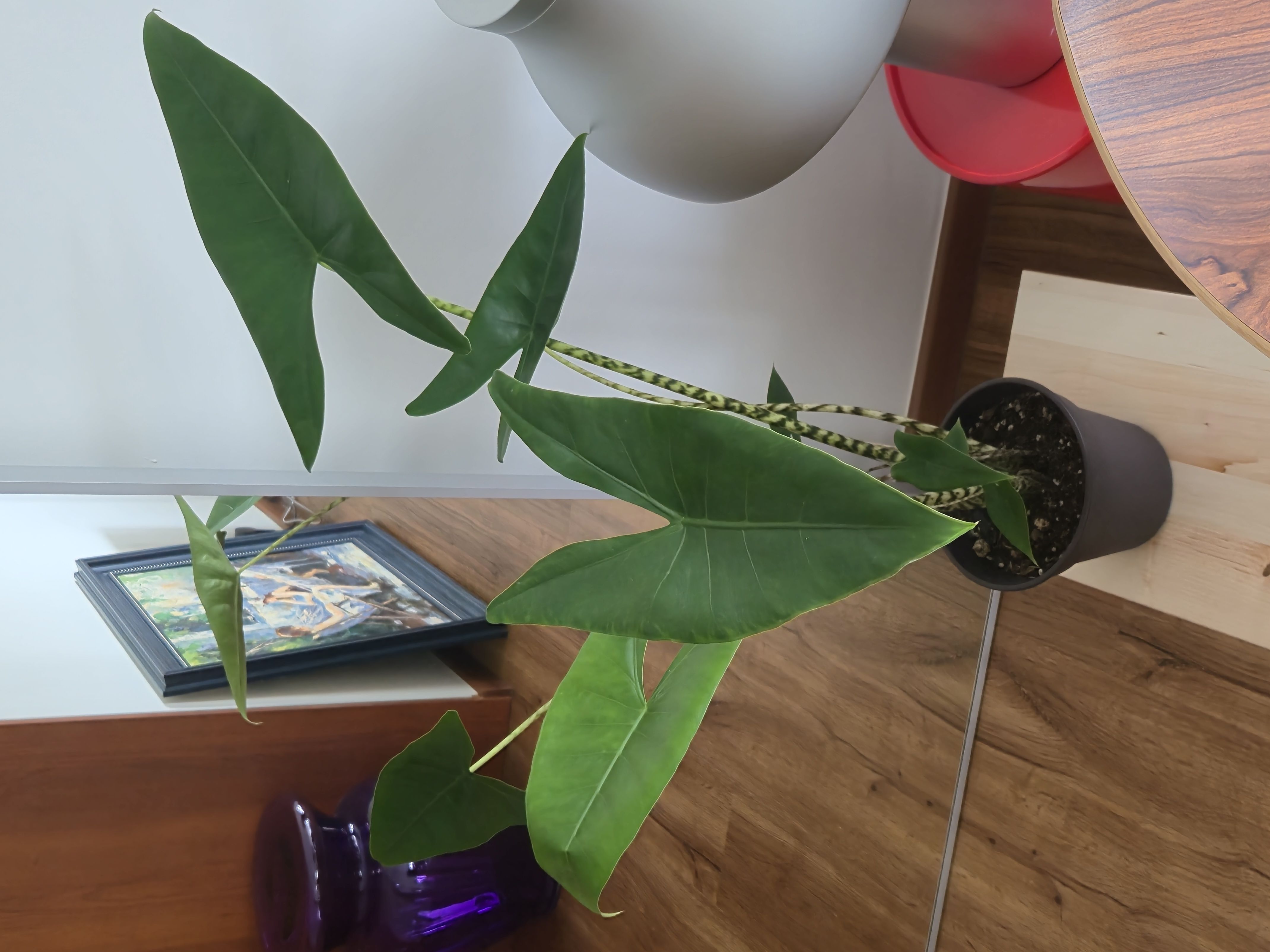 starting to fill our home with green friends 🌱🌿🪴