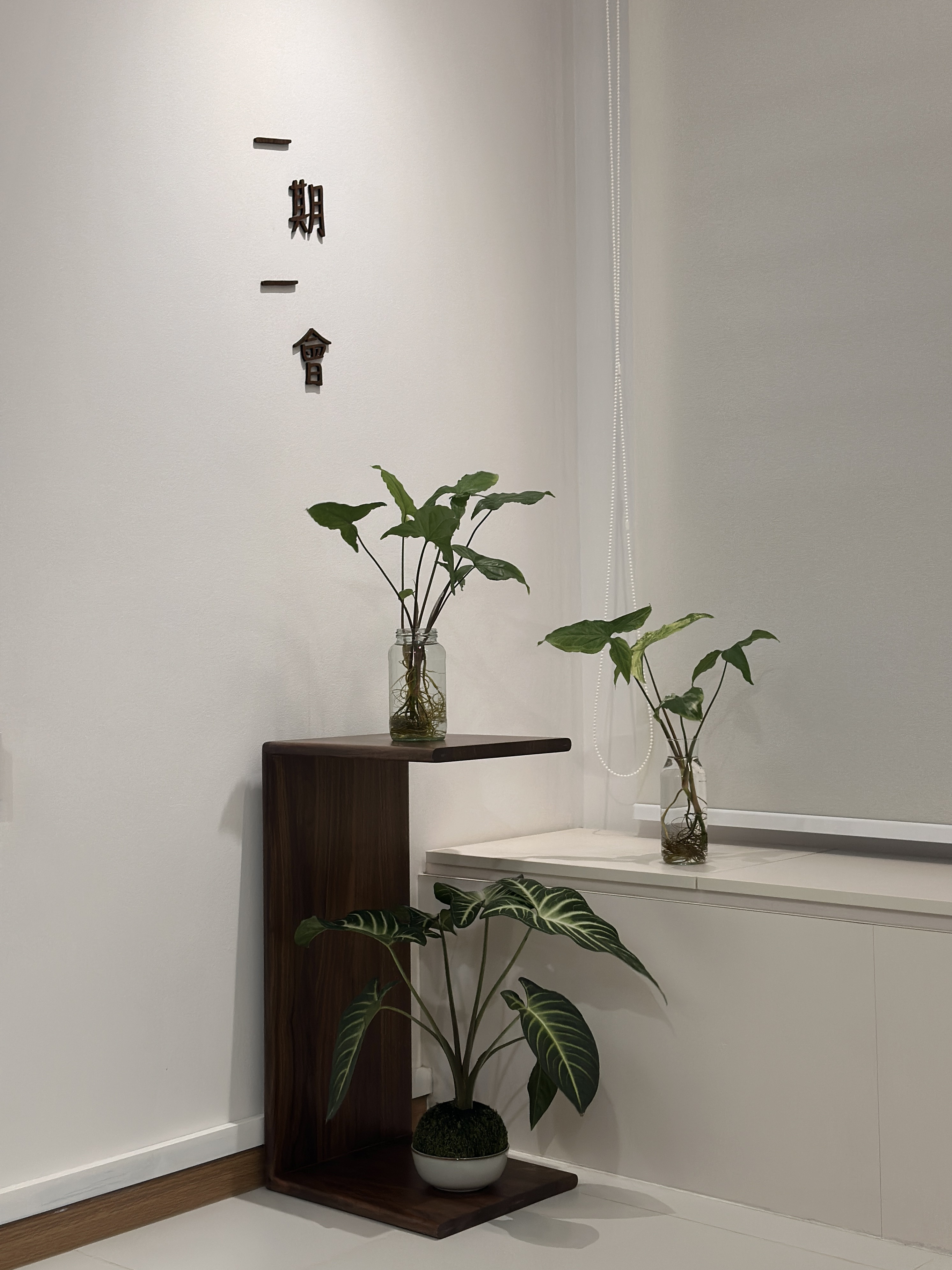 Our Plant Parenthood Journey, Featuring Our Plant Babies 🪴❤️