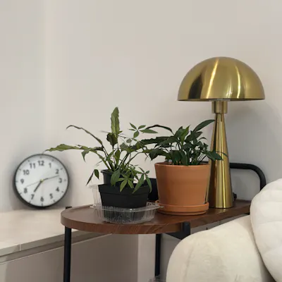 Customer home photo 3: Our Plant Parenthood Journey, Featuring Our Plant Babies 🪴❤️