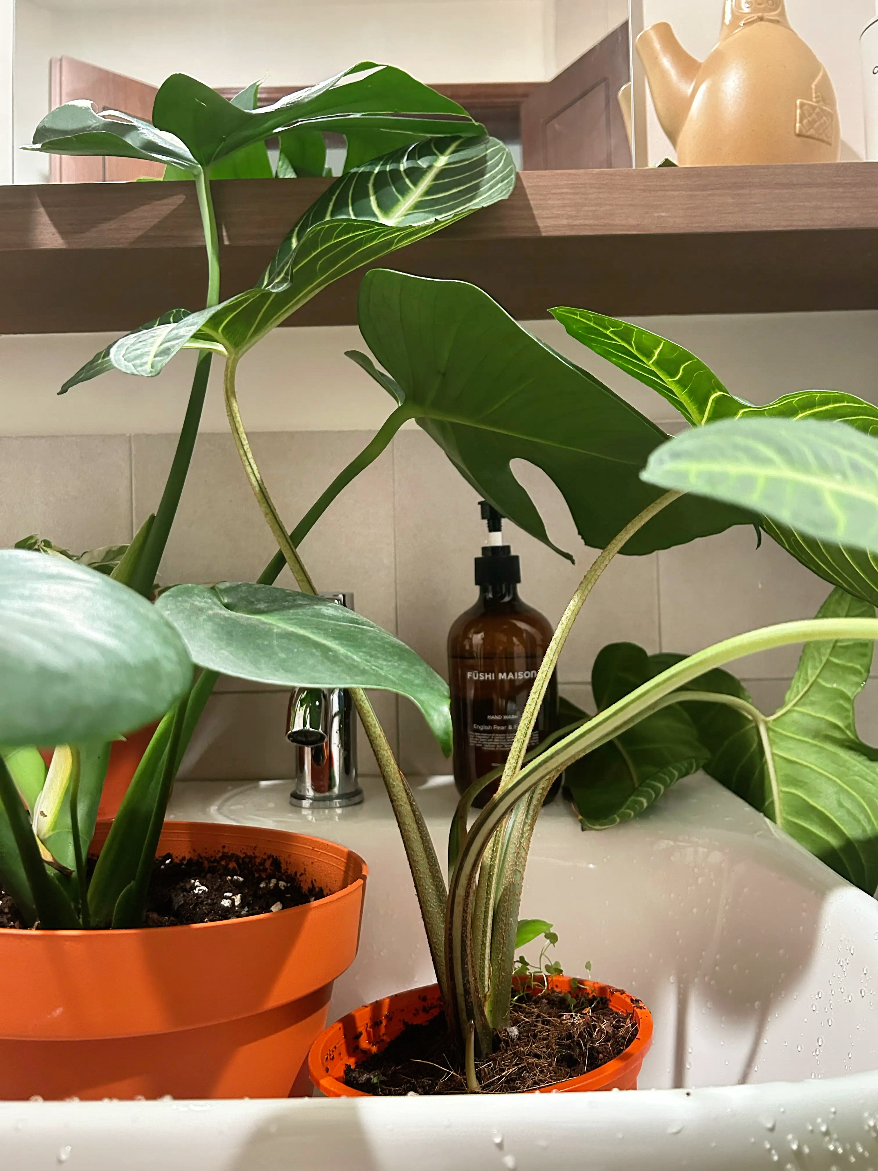 Soft,-hydrated-hands-with-a-hint-of-nature.-Fushi-Maison-hand-gel