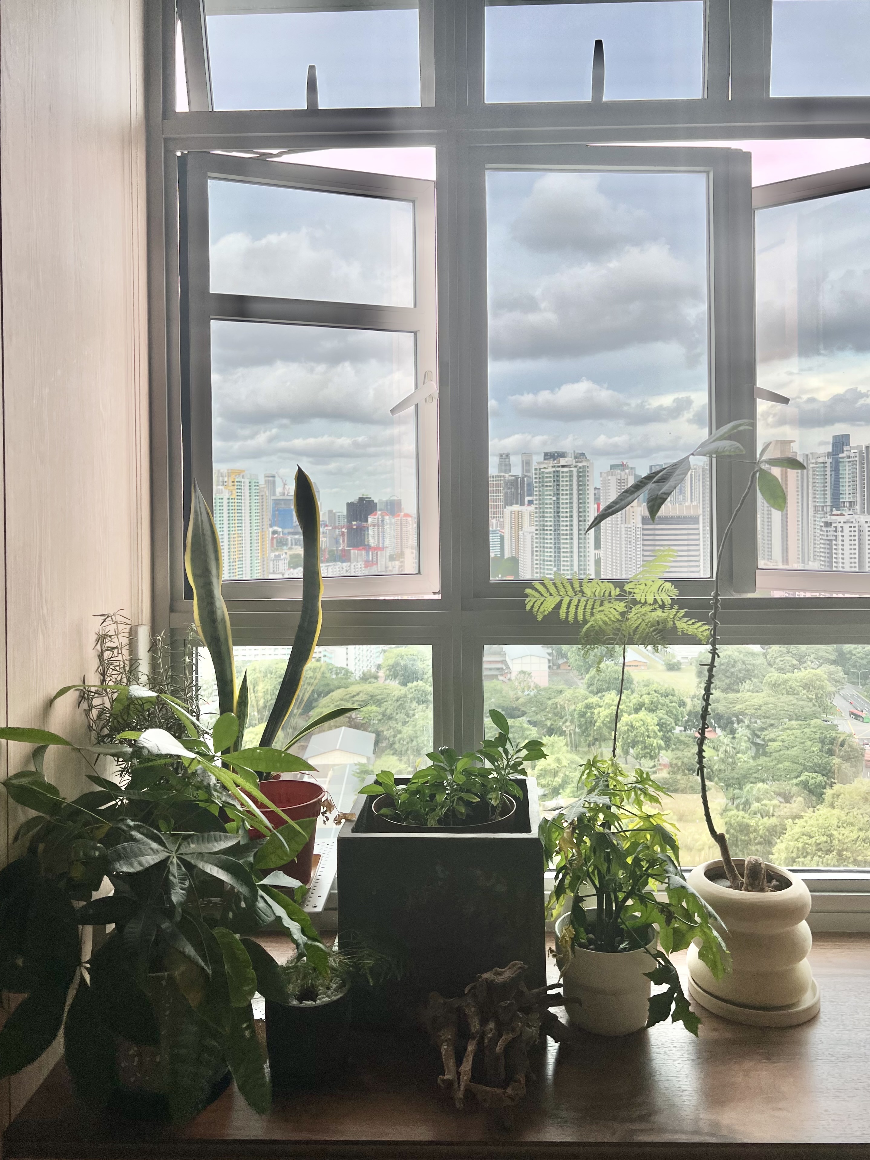 ThreeYears of Growth | How Our Living Room Blossomed ✨