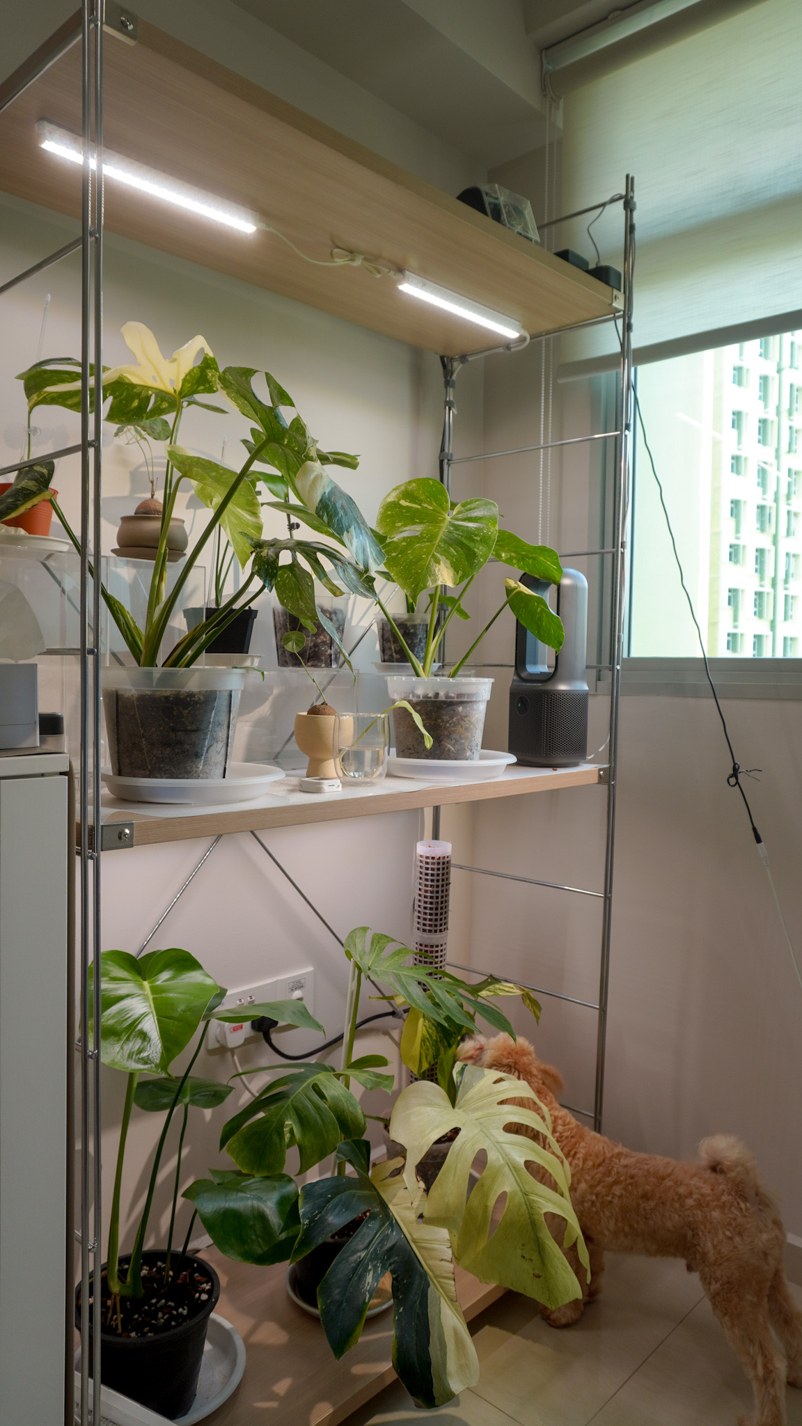 Study to Plant Room 🌿 | Our Little Indoor Jungle