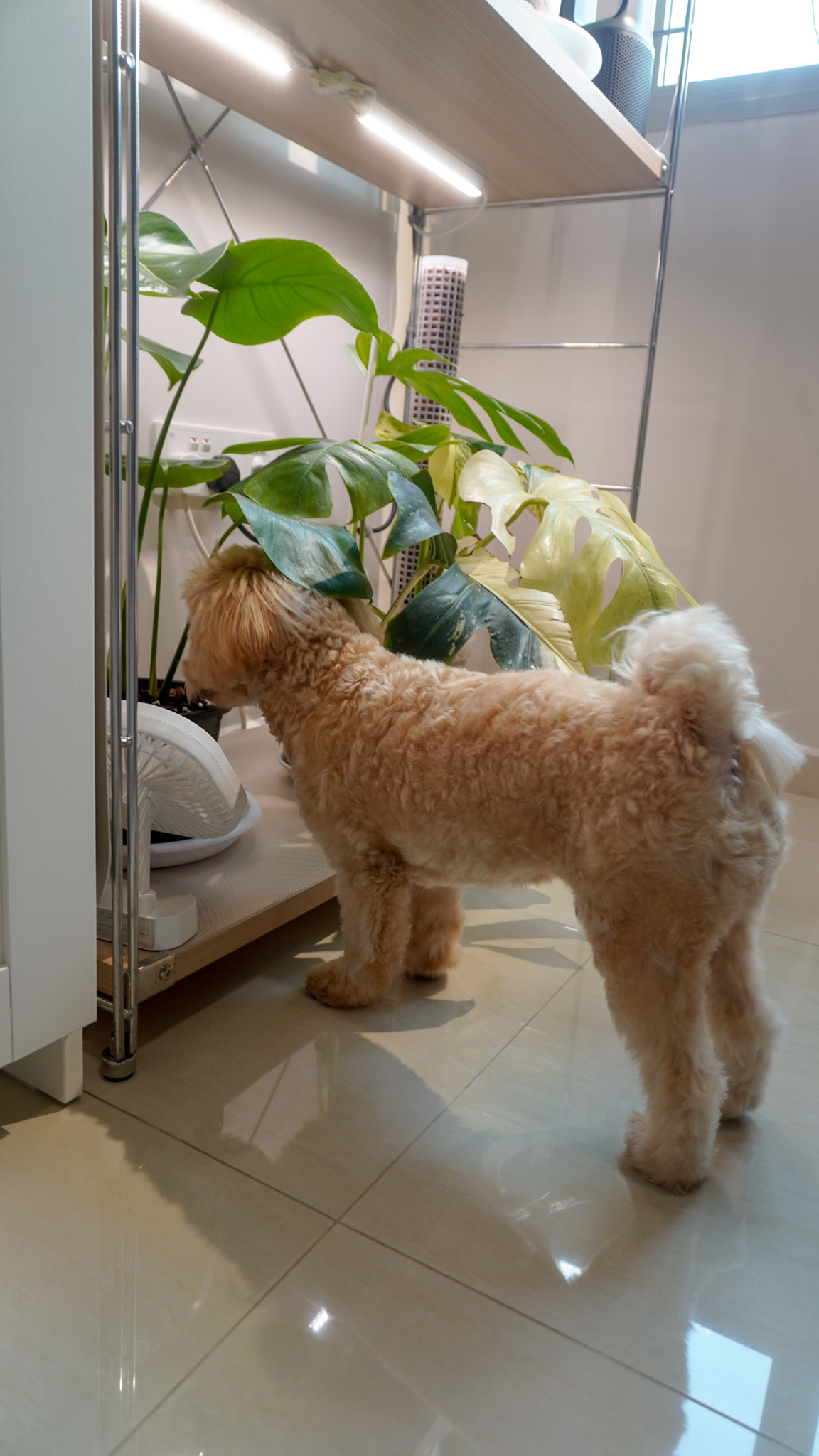 Study to Plant Room 🌿 | Our Little Indoor Jungle