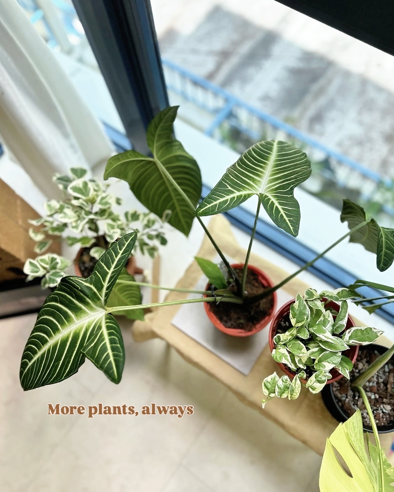 Where sound, greens, and stories meet — our corner of quiet joy