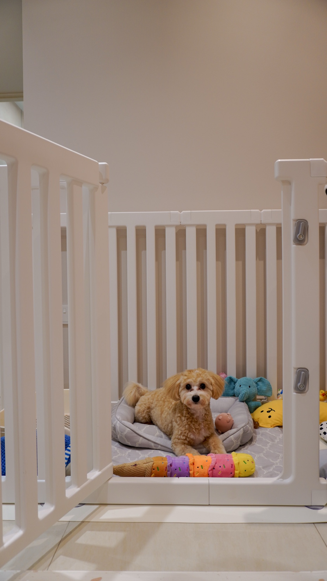 Pet-Zone-🐾-|-Organizing-Toffy’s-Toys-&-Treats