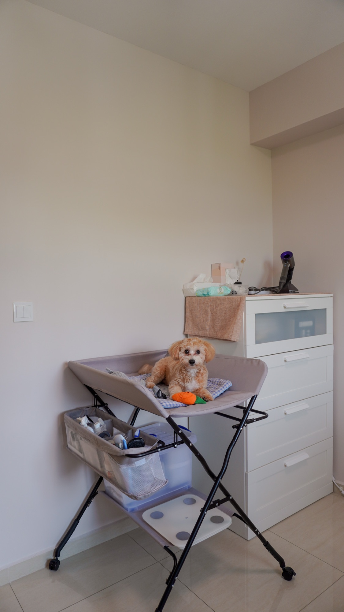 Pet Zone 🐾 | Organizing Toffy’s Toys & Treats