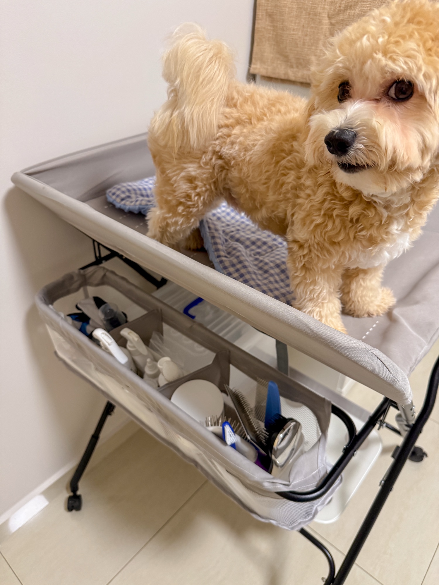 Pet Zone 🐾 | Organizing Toffy’s Toys & Treats