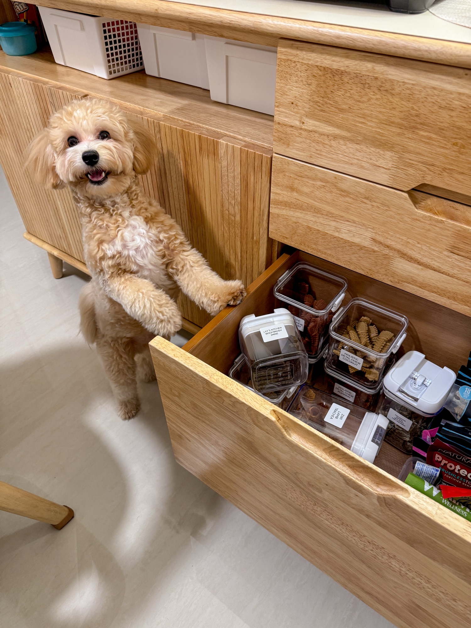 Pet Zone 🐾 | Organizing Toffy’s Toys & Treats