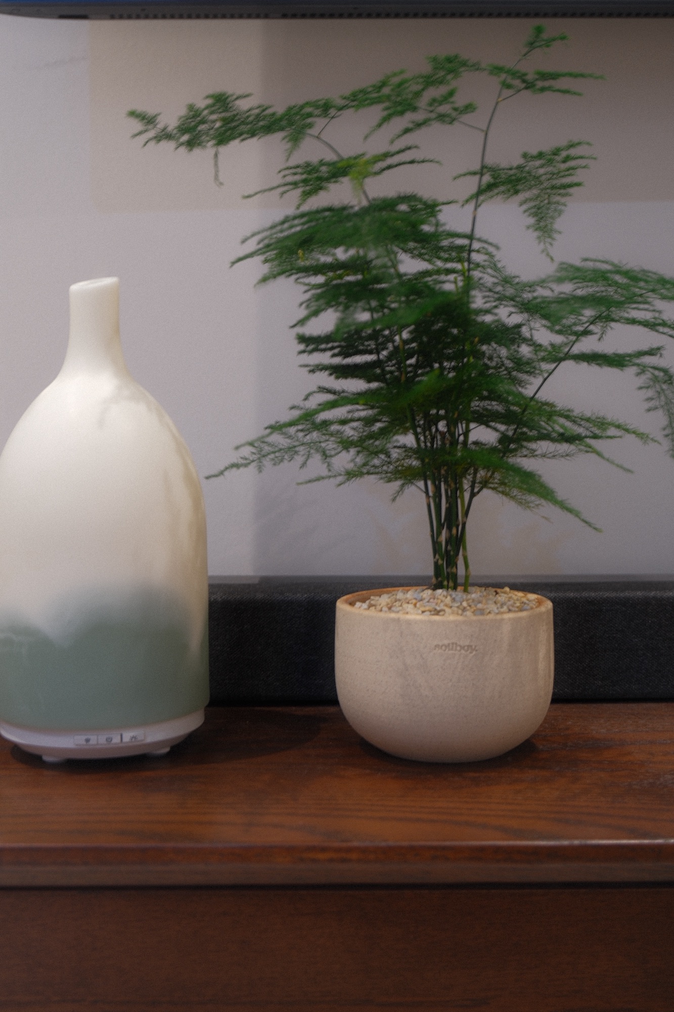 A little new addition to spice up our living area! 🌿