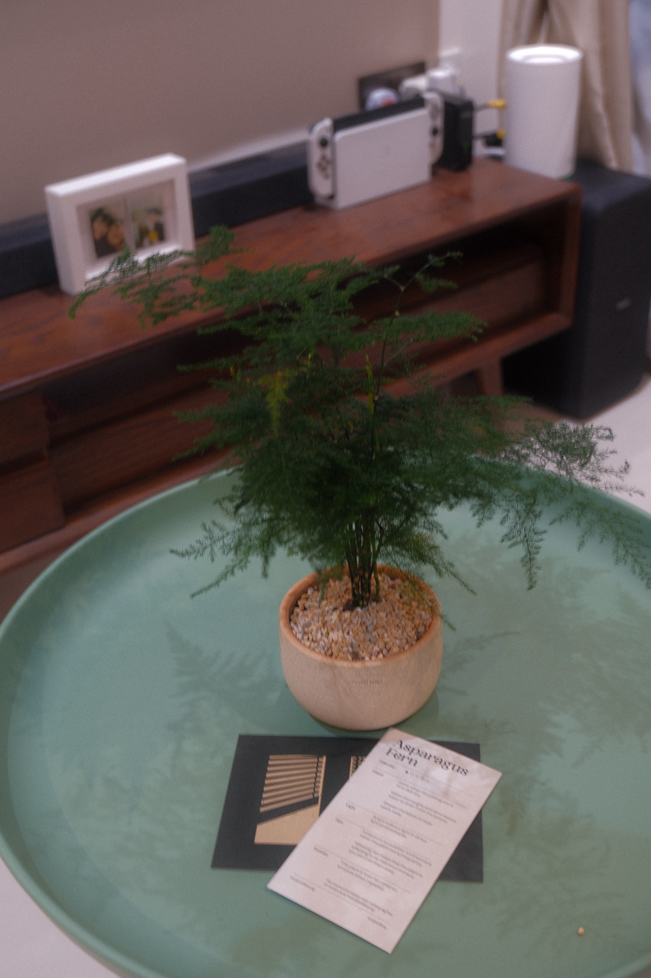 A little new addition to spice up our living area! 🌿