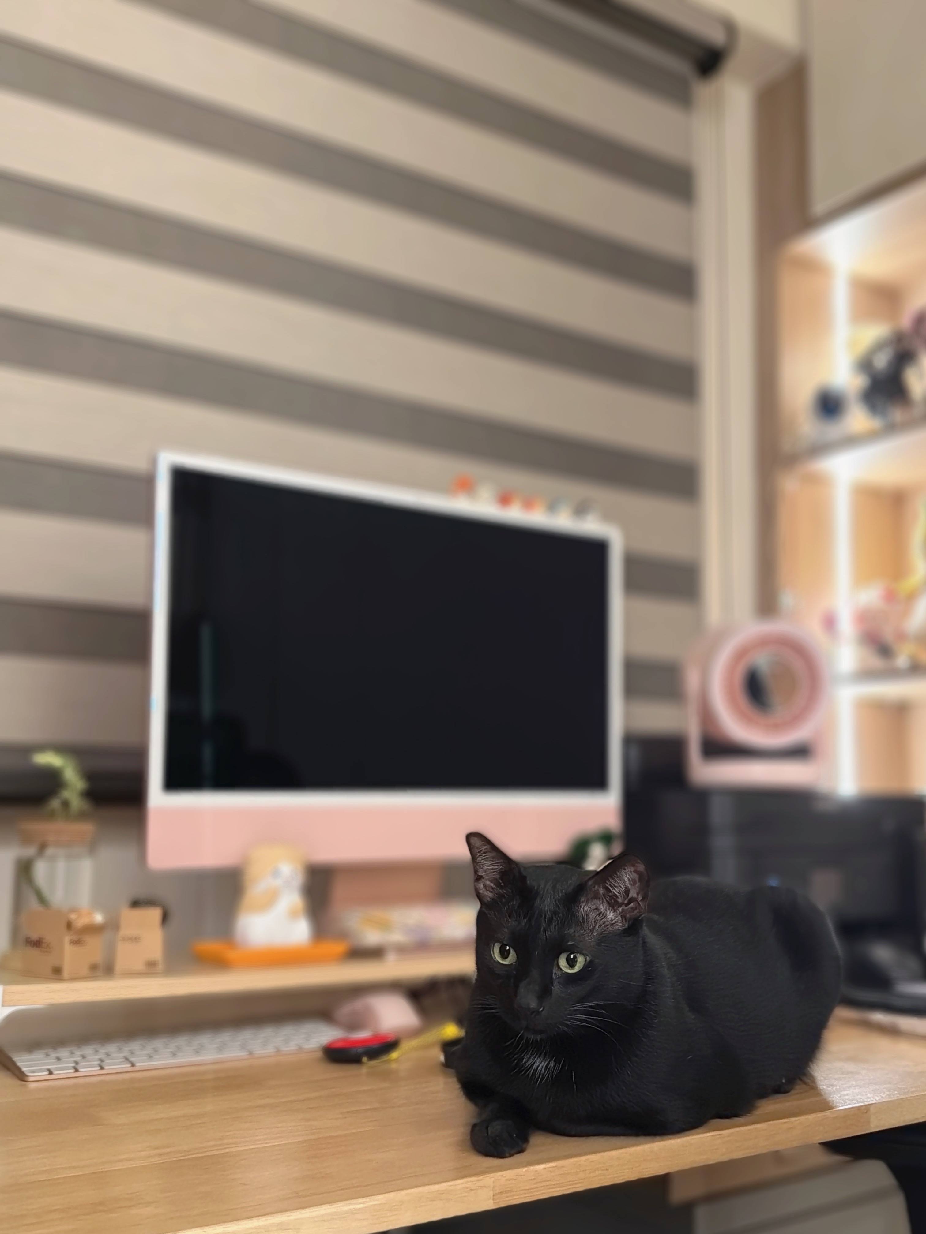A workspace that works for two (plus two cats)
