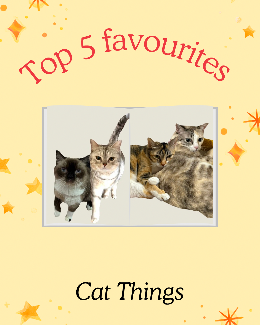 Top-5-favourite-cat-things