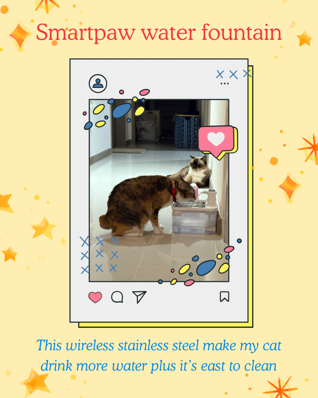 Top 5 favourite cat things