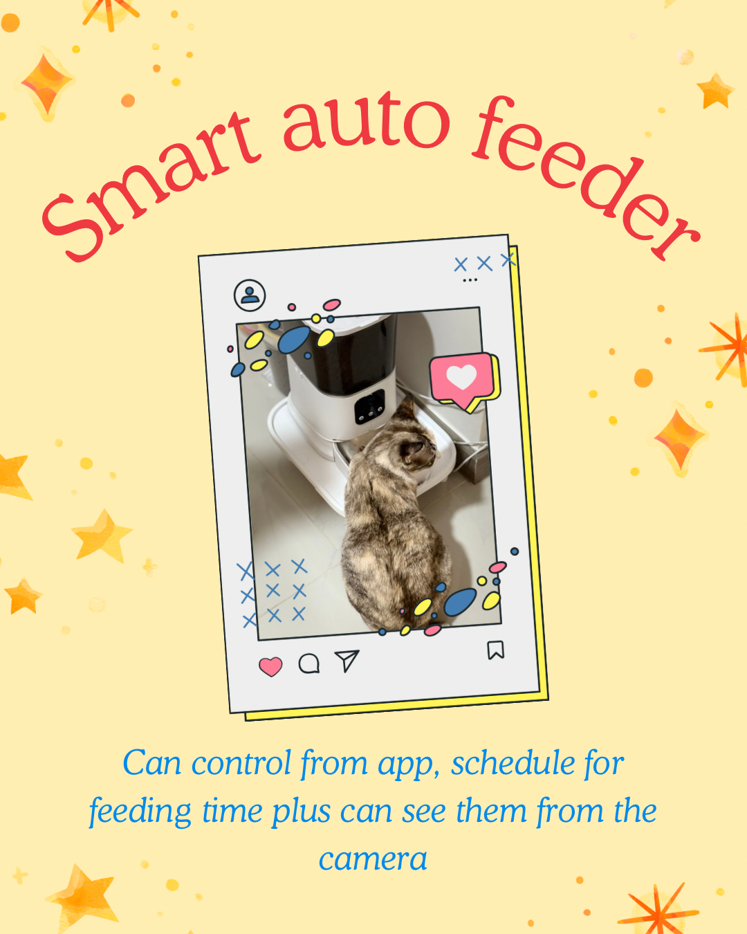 Top 5 favourite cat things