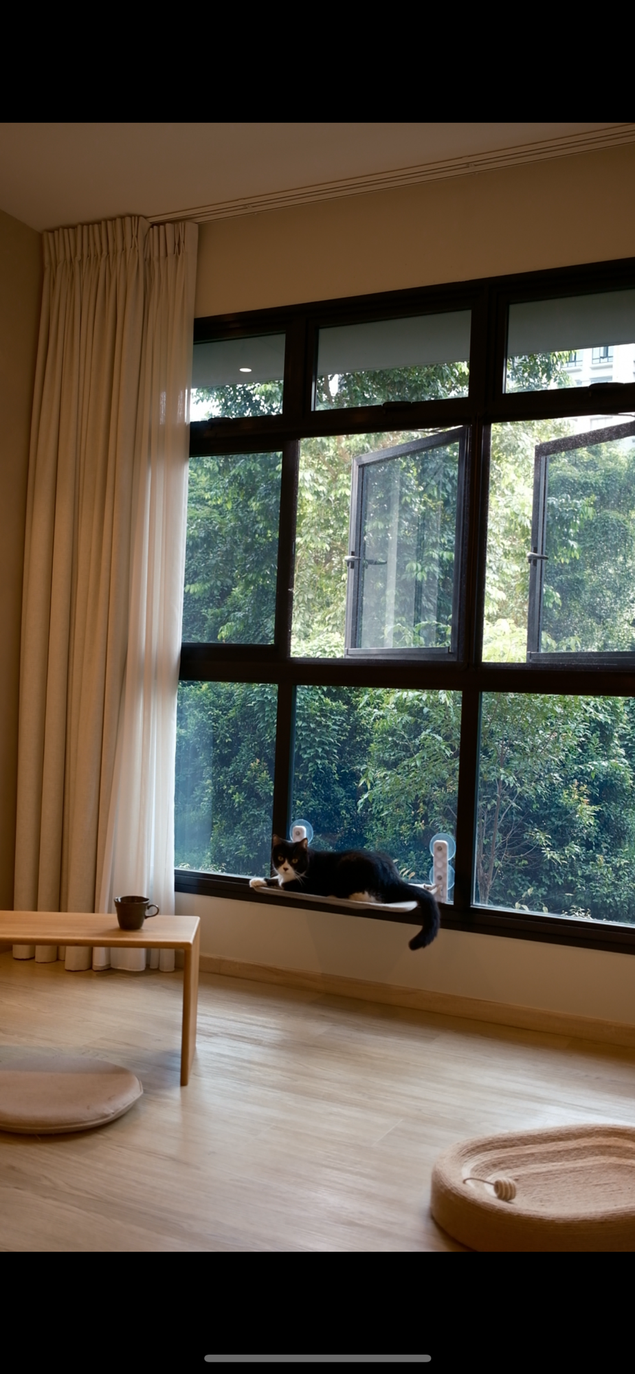 🌞 Did you know that cats can get sunburnt too?