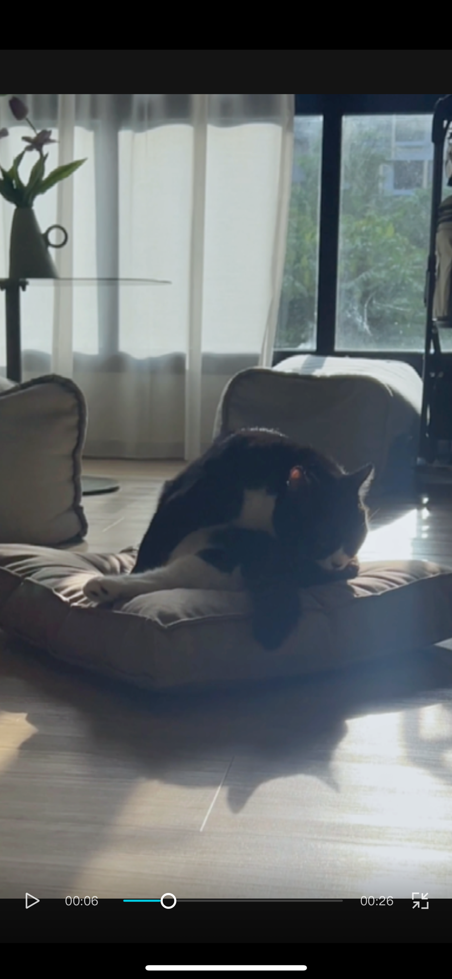 🌞 Did you know that cats can get sunburnt too?