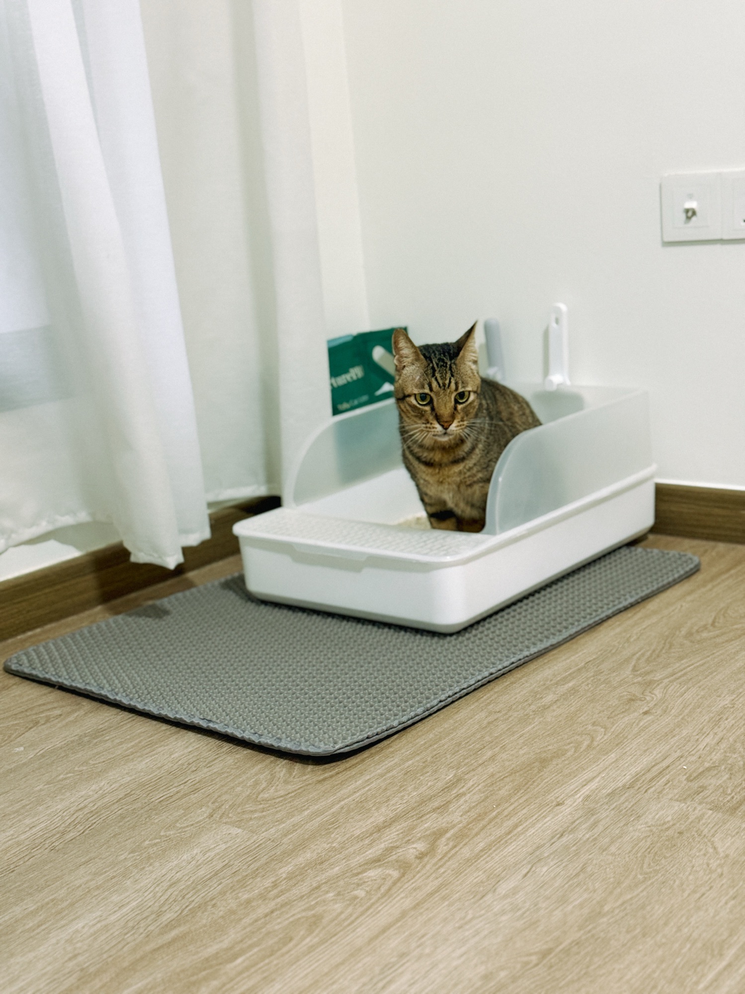 Cat/Guest Room - Keeping it clean, simple and practical!