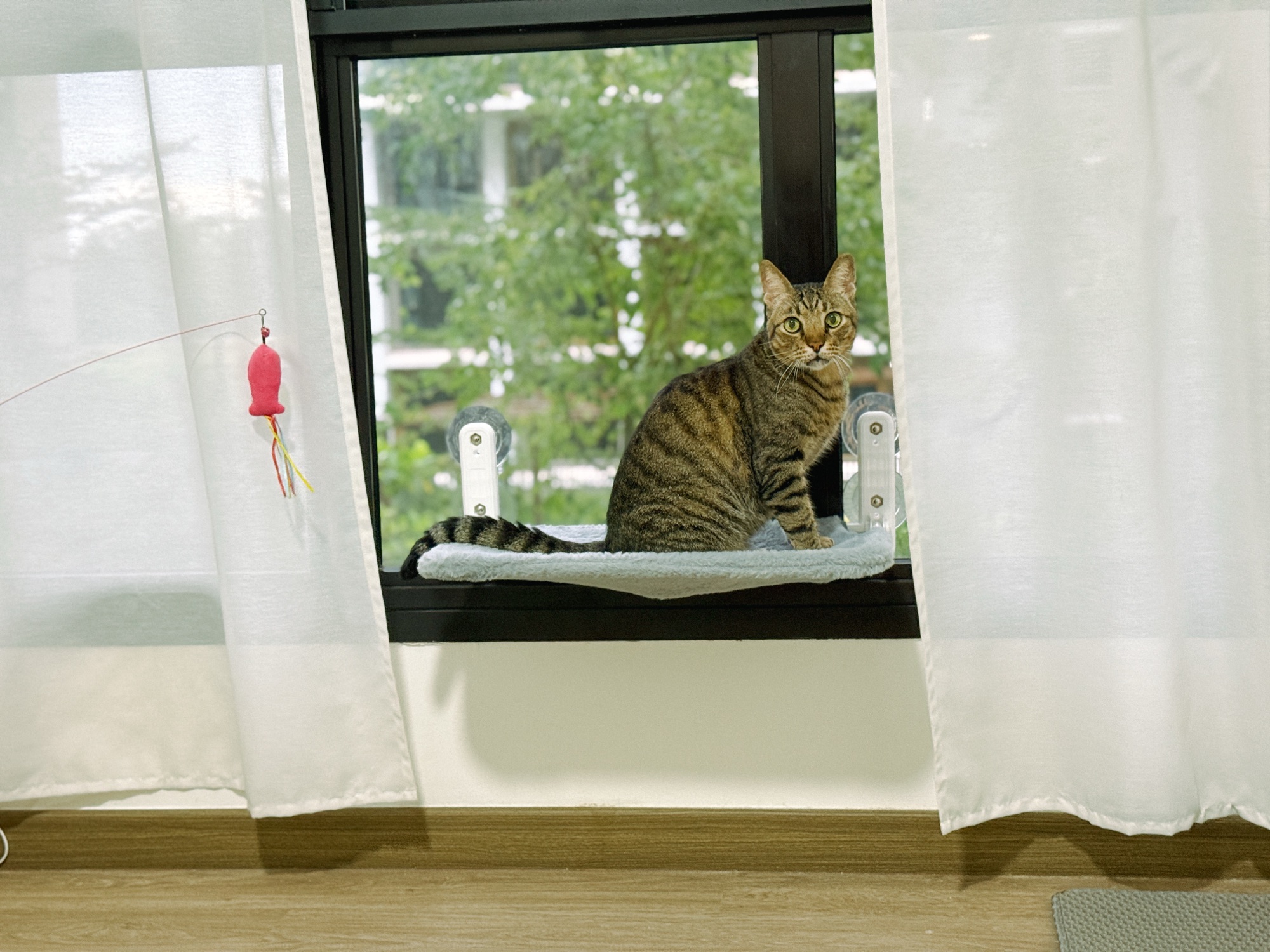 Cat/Guest Room - Keeping it clean, simple and practical!