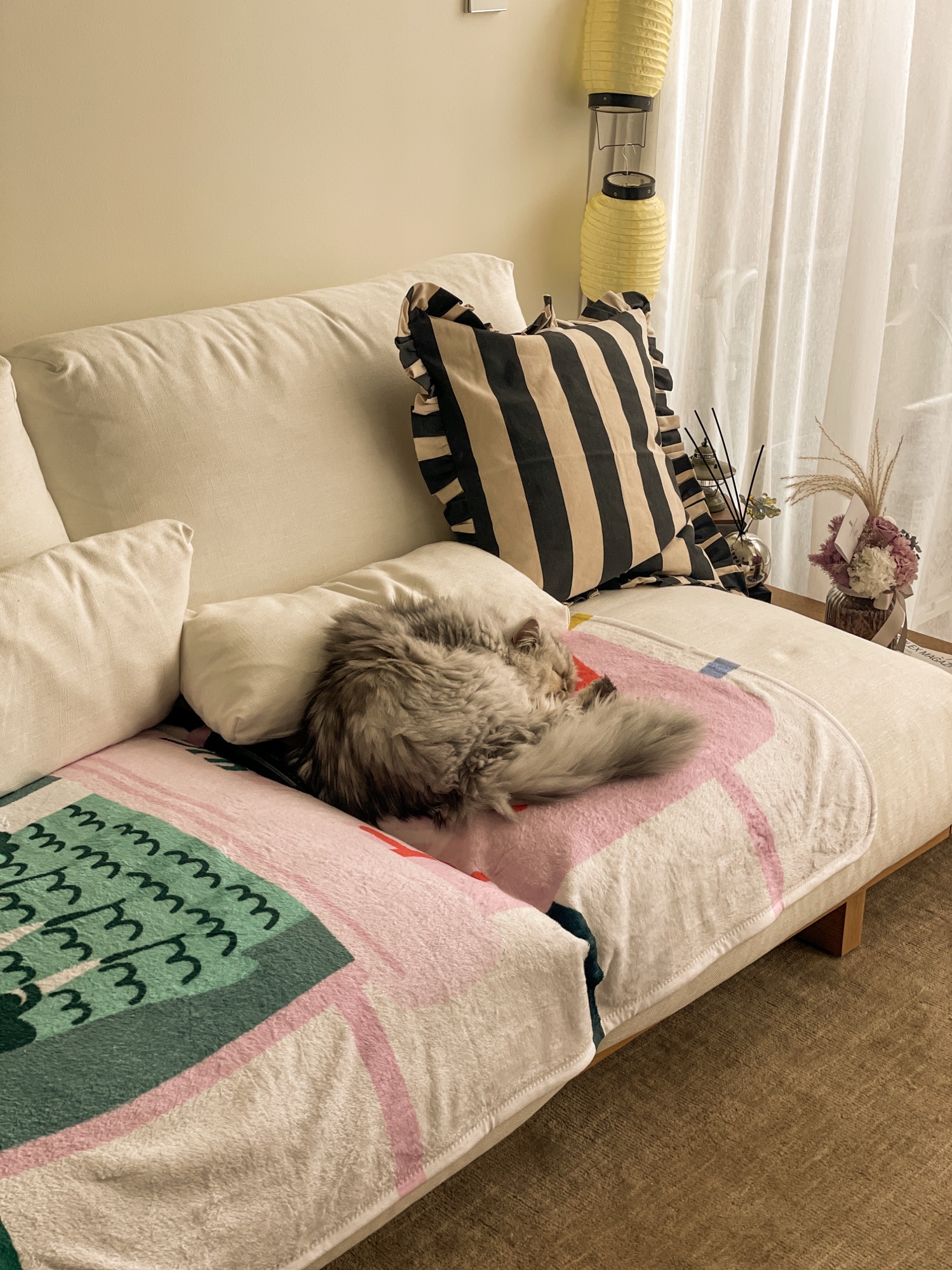 Silly-Cat-Antics-in-Our-Tiny-Appartment