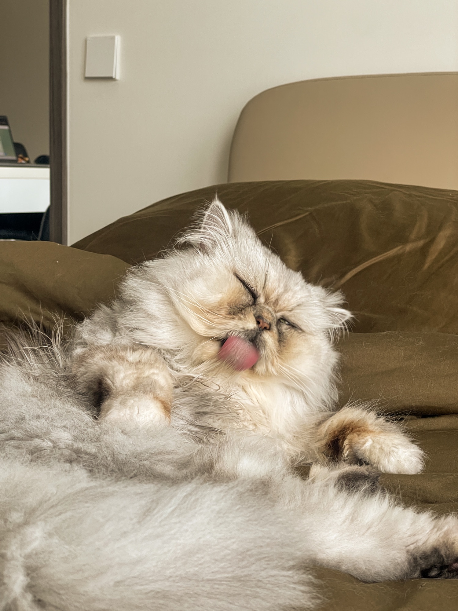 Silly Cat Antics in Our Tiny Appartment