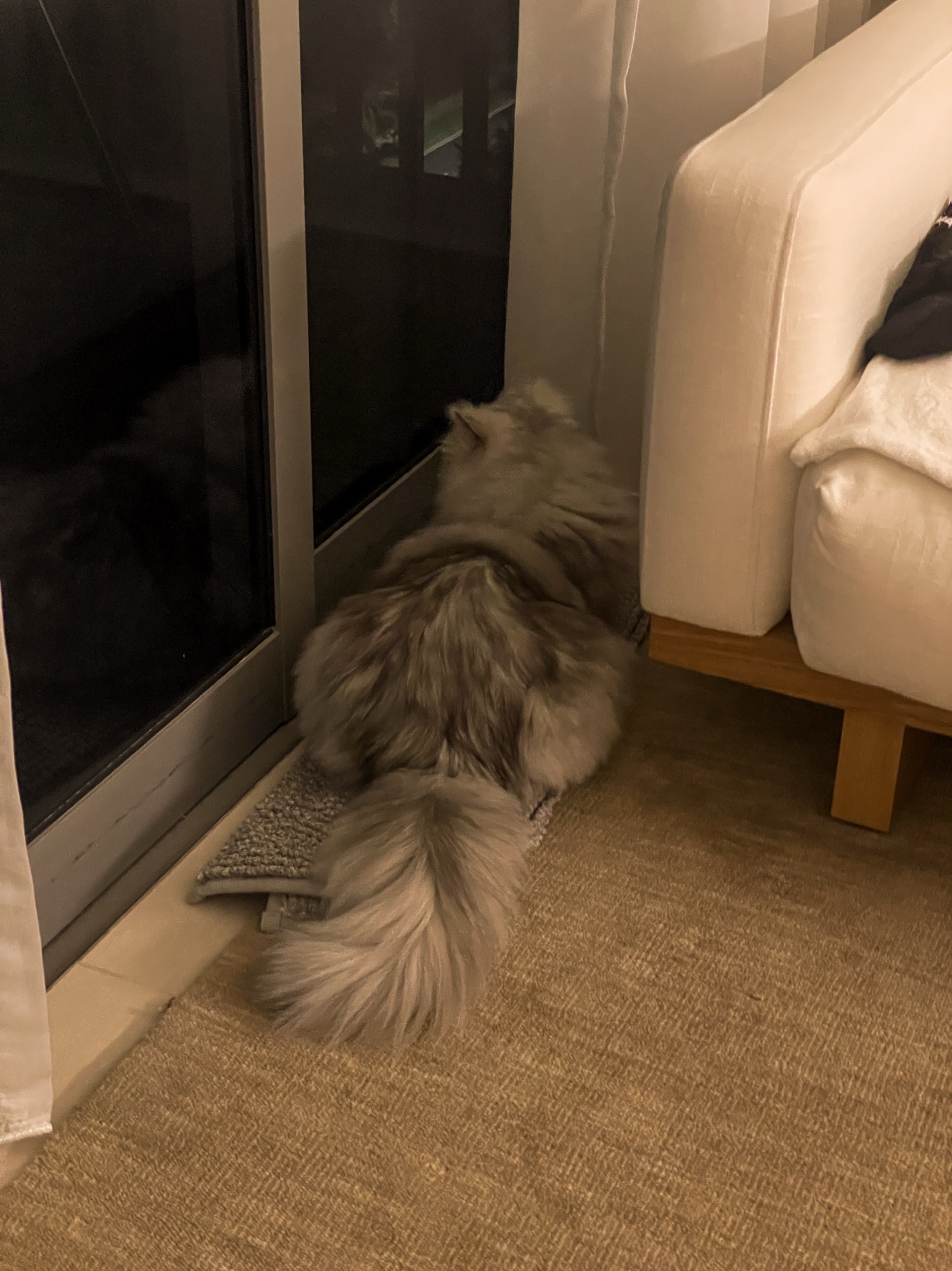 Silly Cat Antics in Our Tiny Appartment