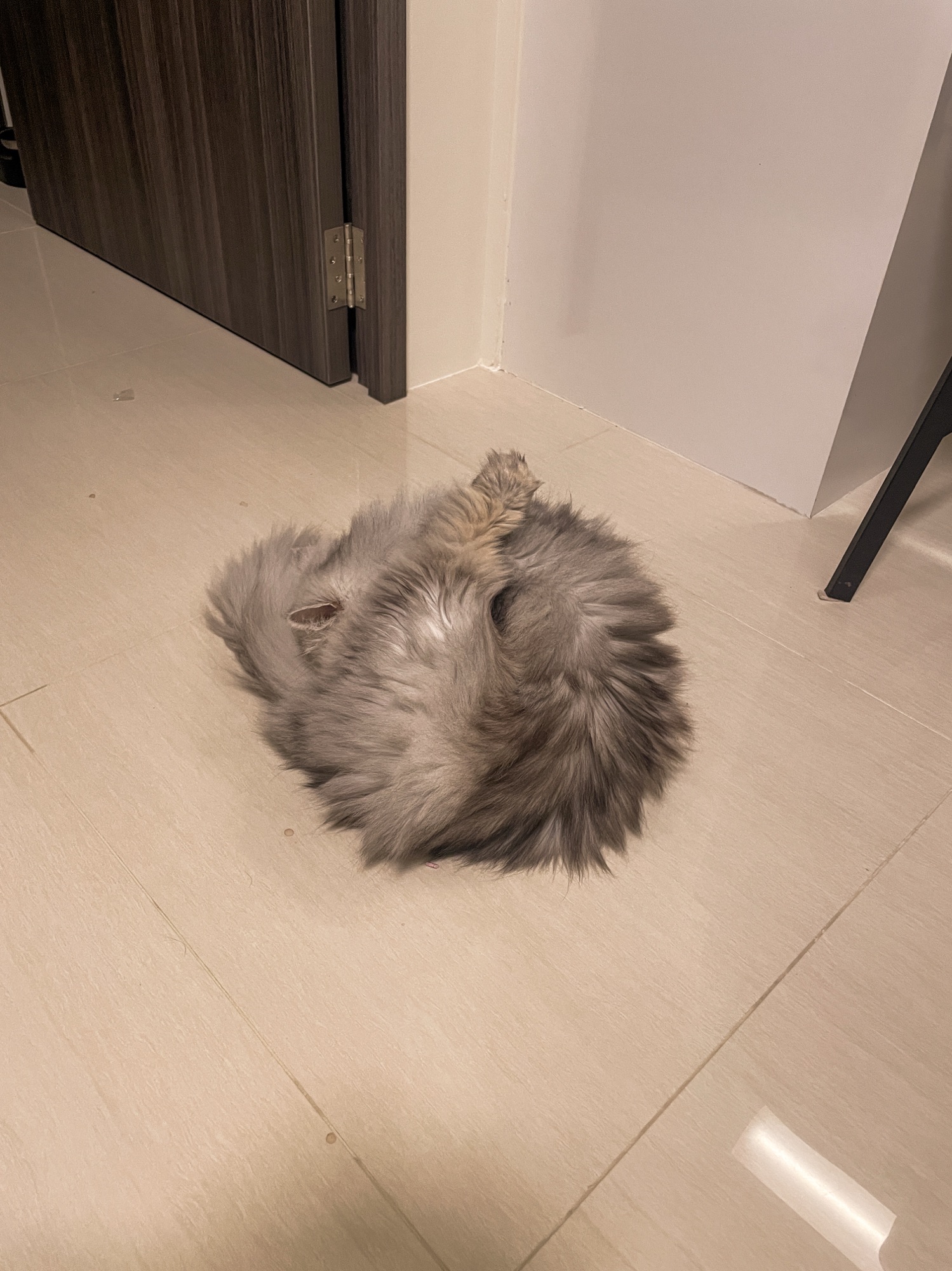 Silly Cat Antics in Our Tiny Appartment