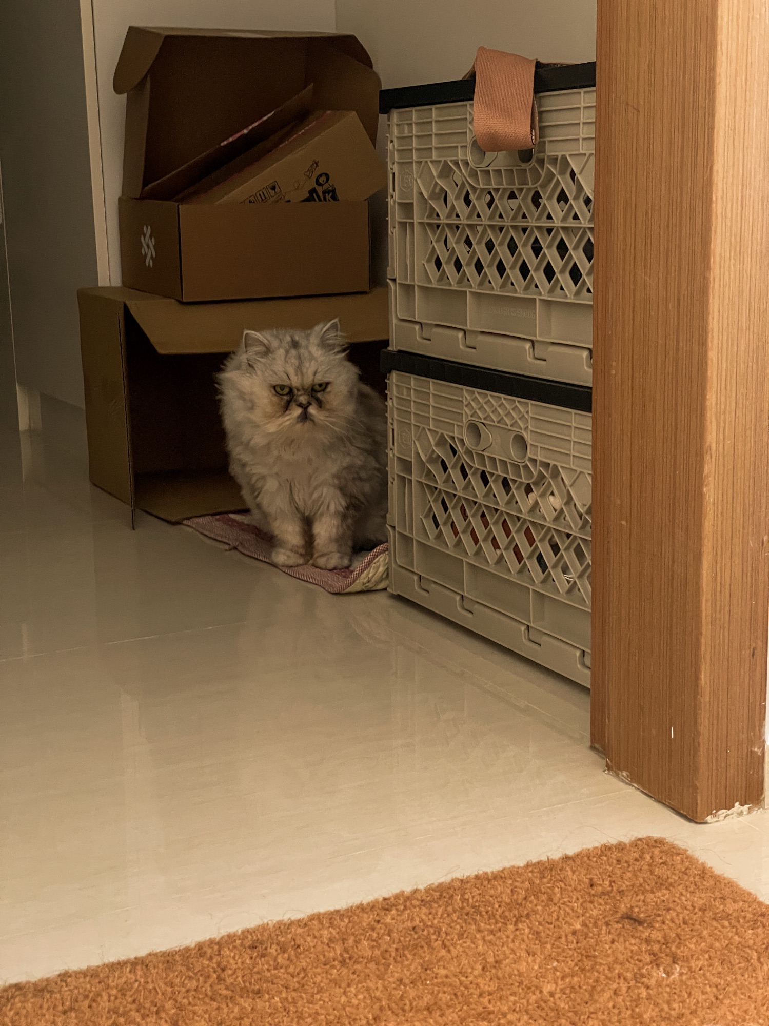 Silly Cat Antics in Our Tiny Appartment