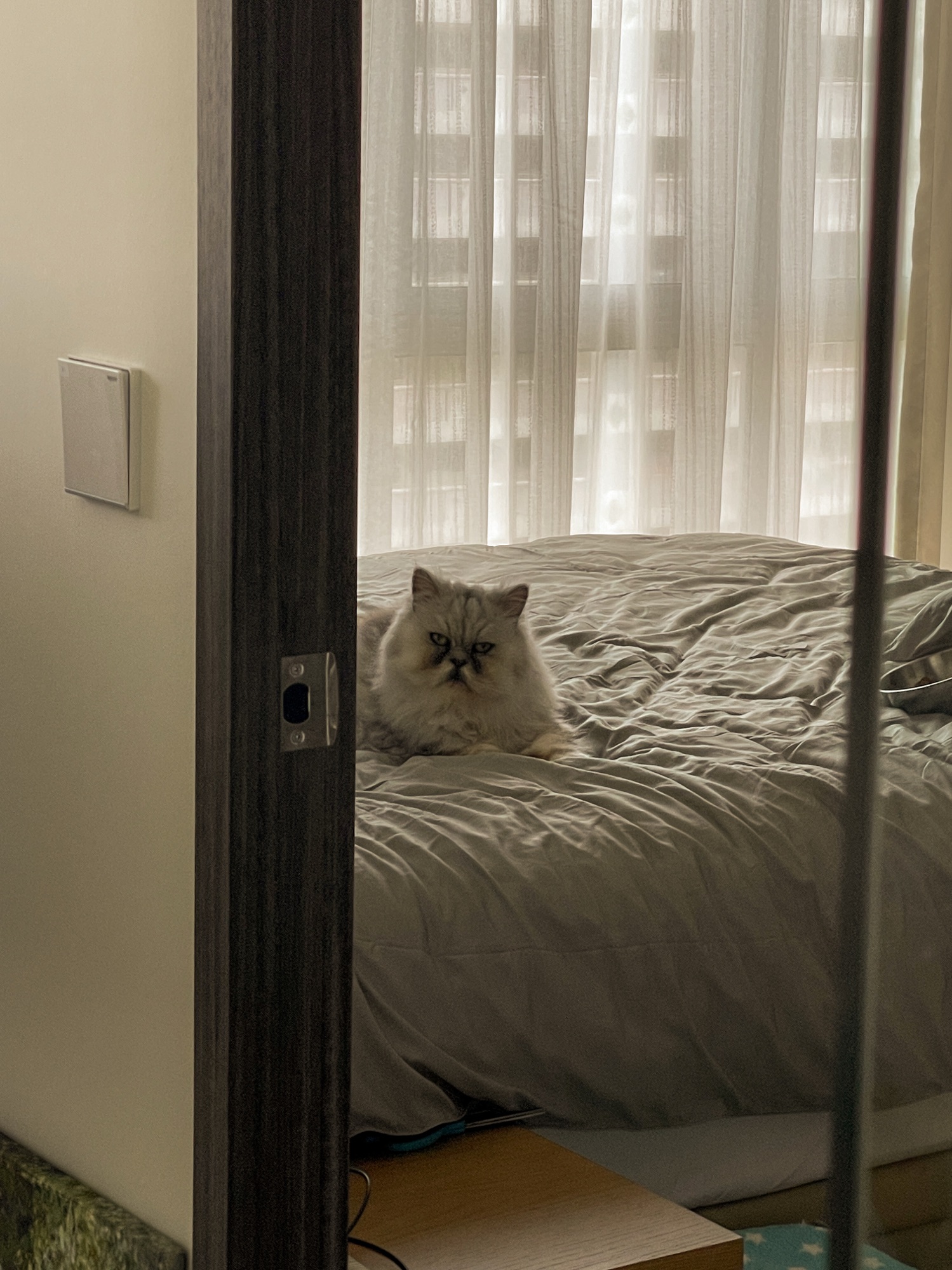 Silly Cat Antics in Our Tiny Appartment