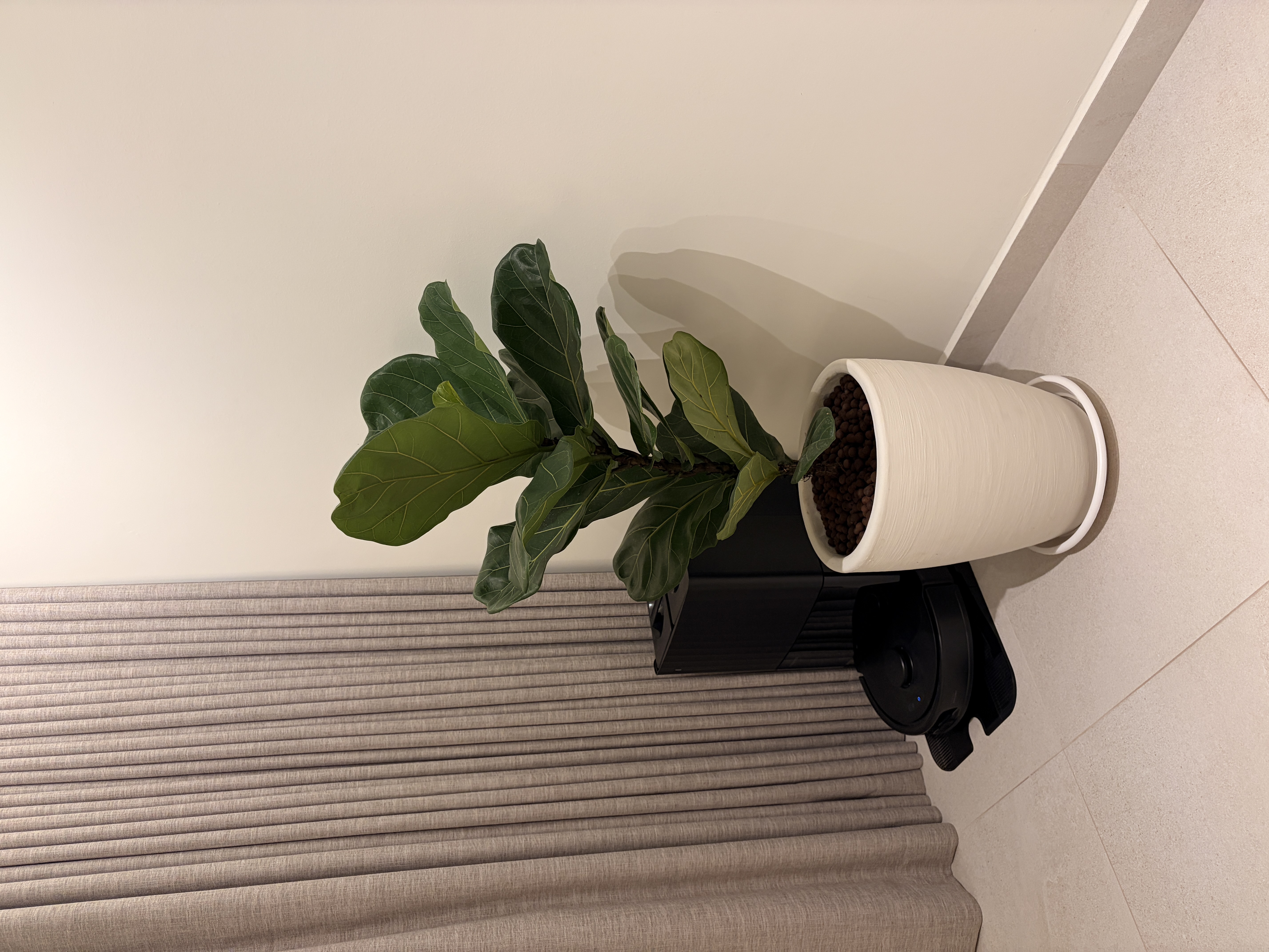 🌱 🍃 adding pops of green to our home