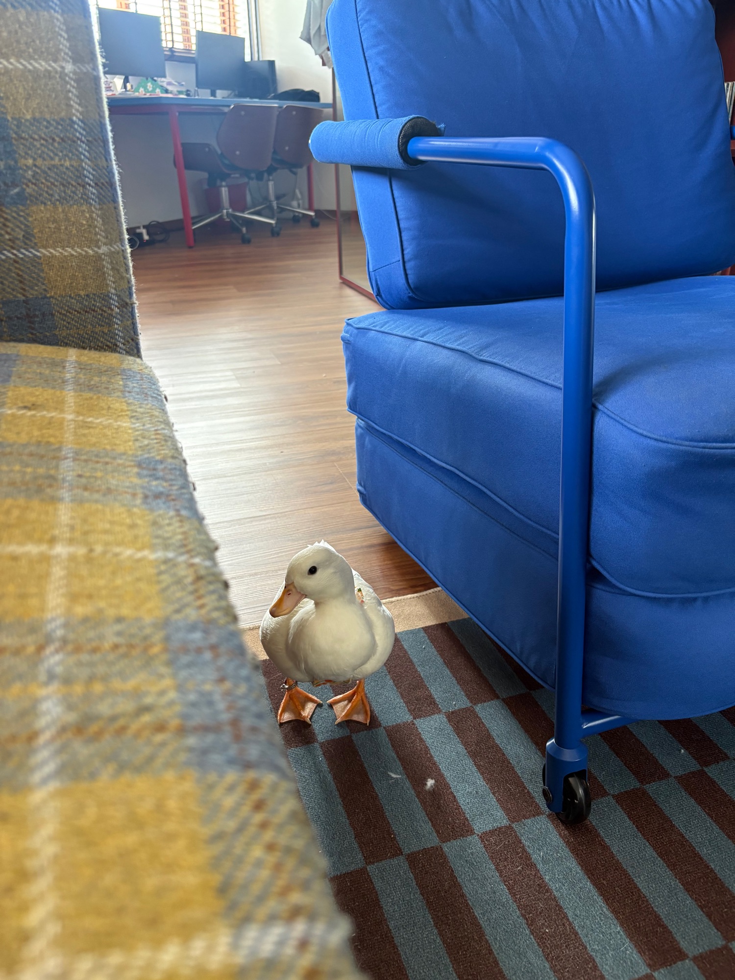 Dopey’s-life-update!-