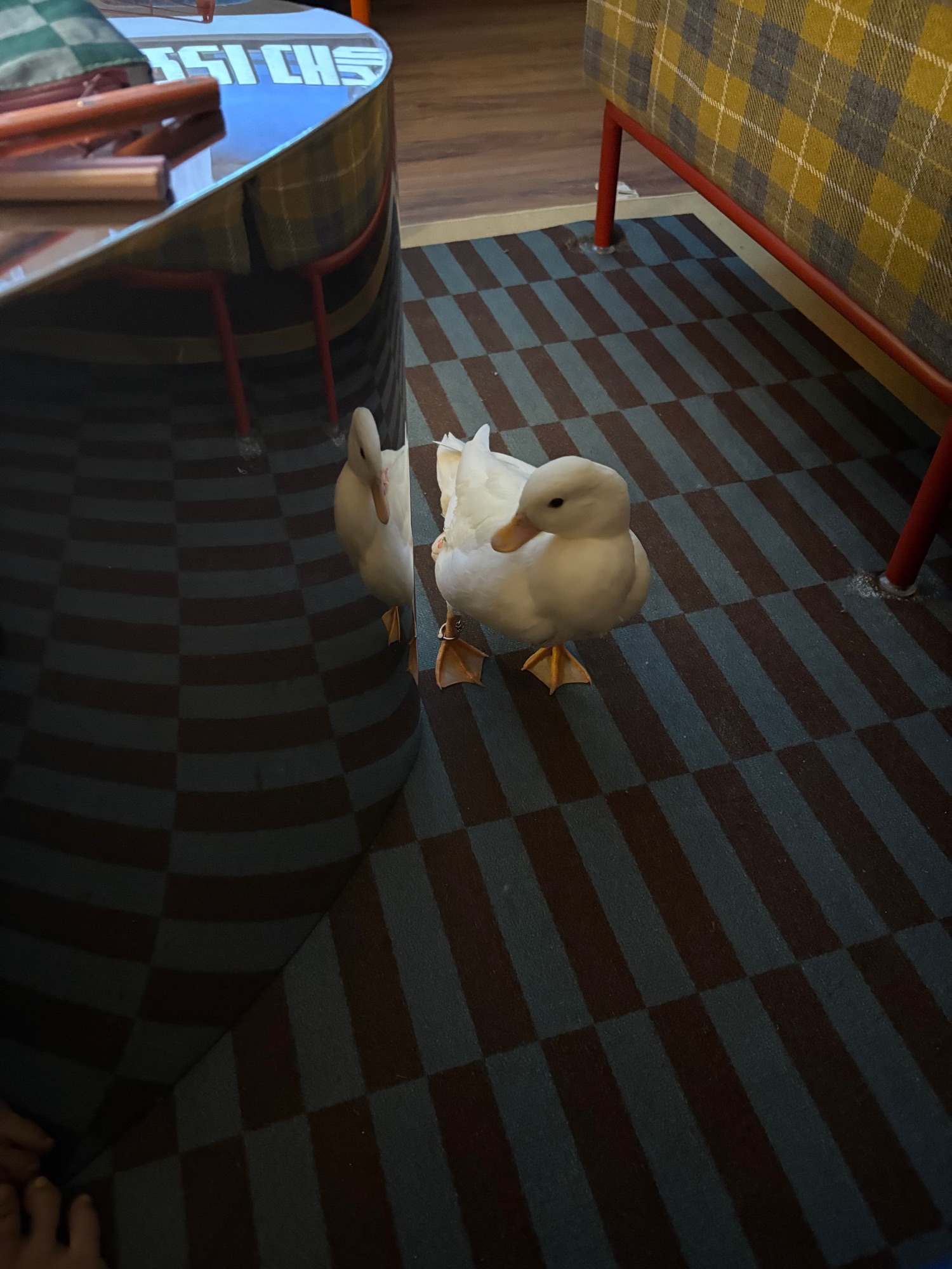 Dopey’s life update!